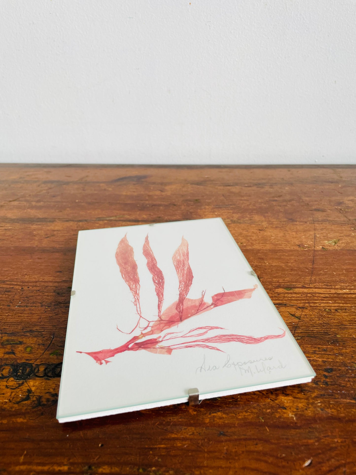 Vintage Pressed Seaweed Original Art - Artist Signed - Marie Ward - North Vancouver BC - Pink 5" x 7"