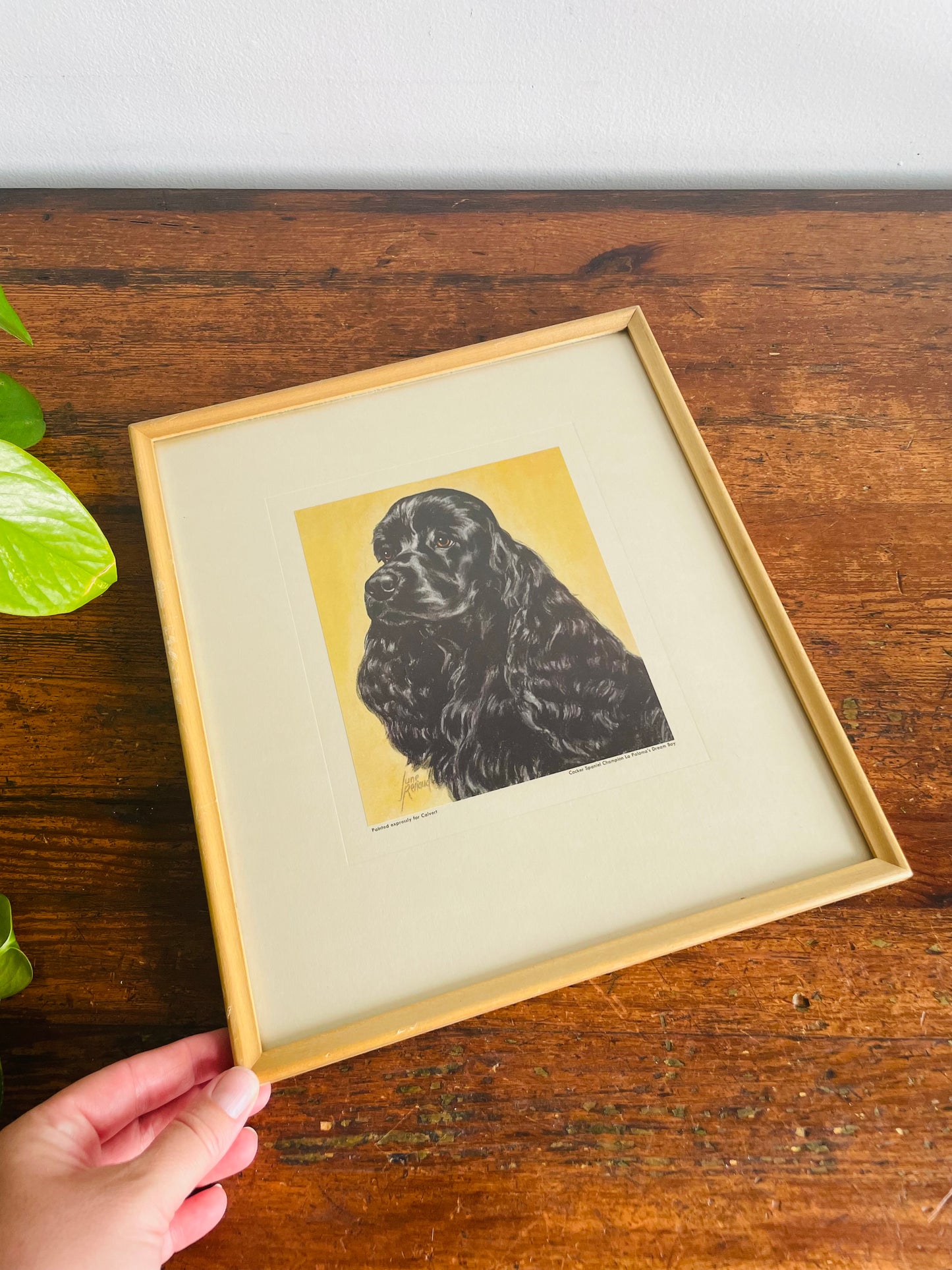 1950s Cocker Spaniel Champion La Paloma's Dream Boy Print Picture - Canadian National Exhibition Dog Shows - Calvert Collection of Champions - Calvert Distillers Limited