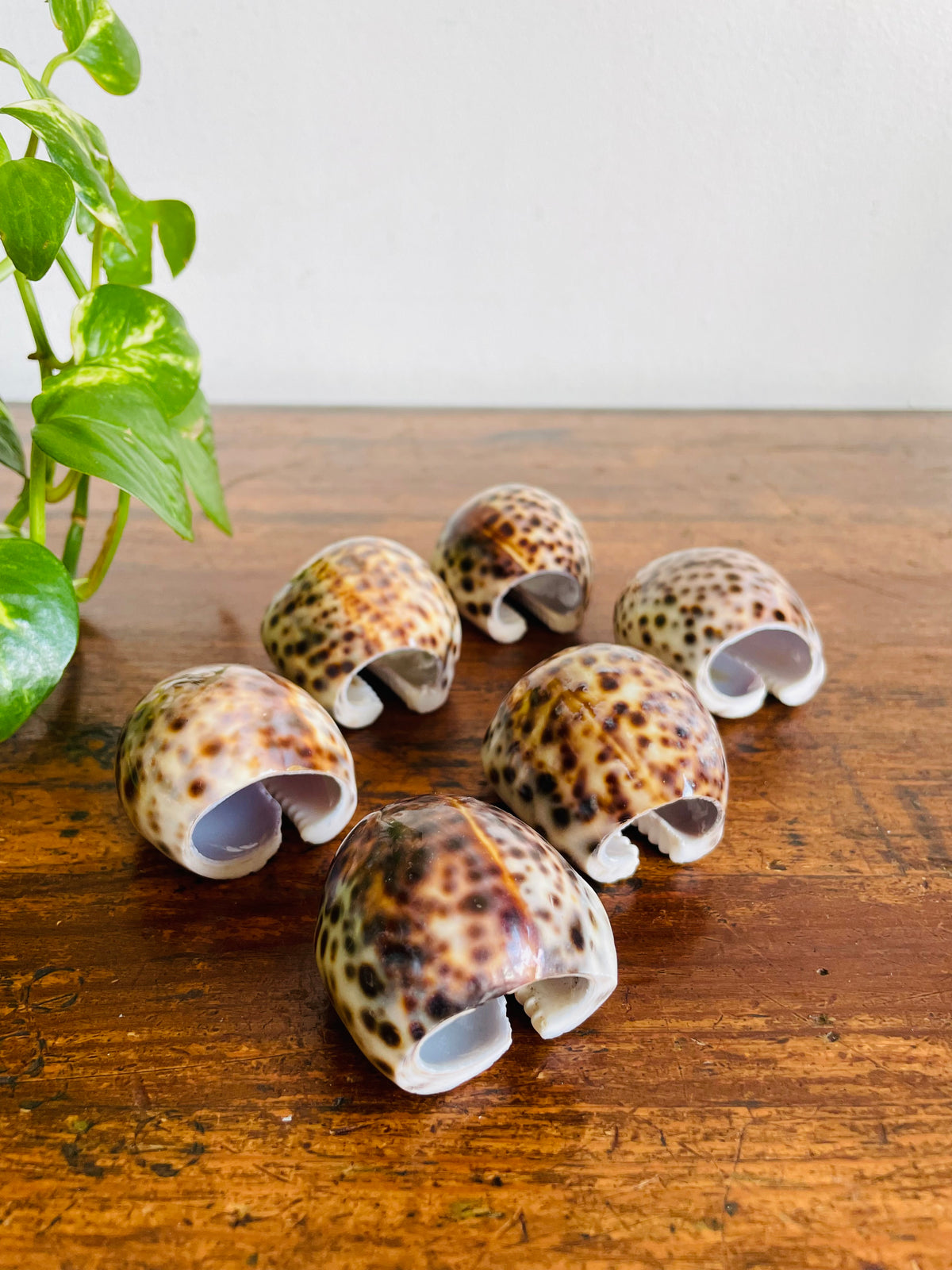 Vintage Carved Seashell Napkin Rings - Set of 6