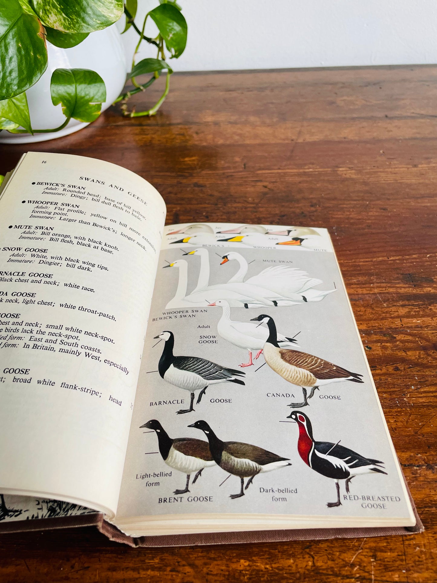 A Field Guide to the Birds of Britain and Europe Clothbound Hardcover Book (1967)