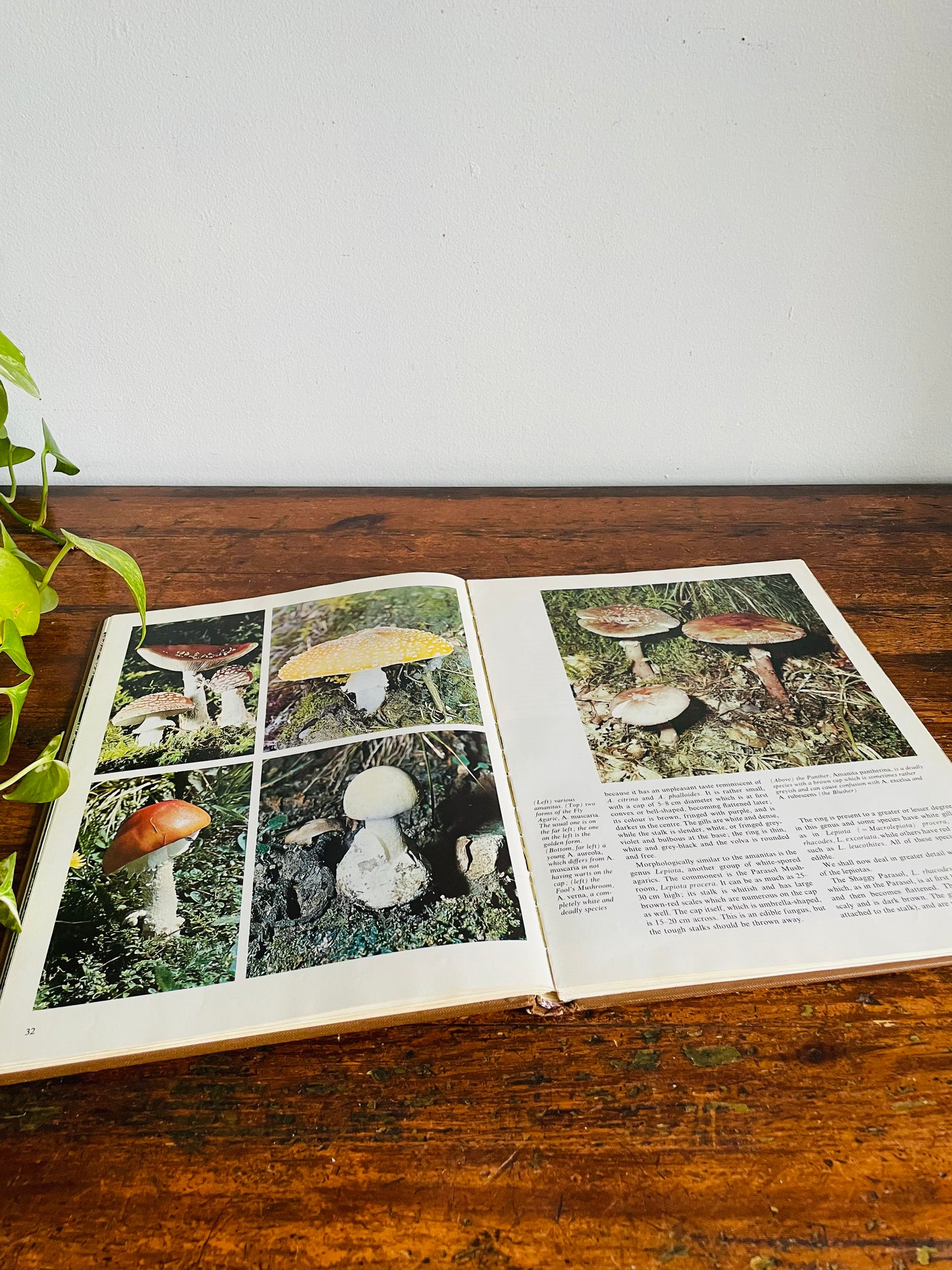 Vintage The World of Mushrooms Hardcover Coffee Table Book - Adapted from the Italian of Uberto Tosco (1973)