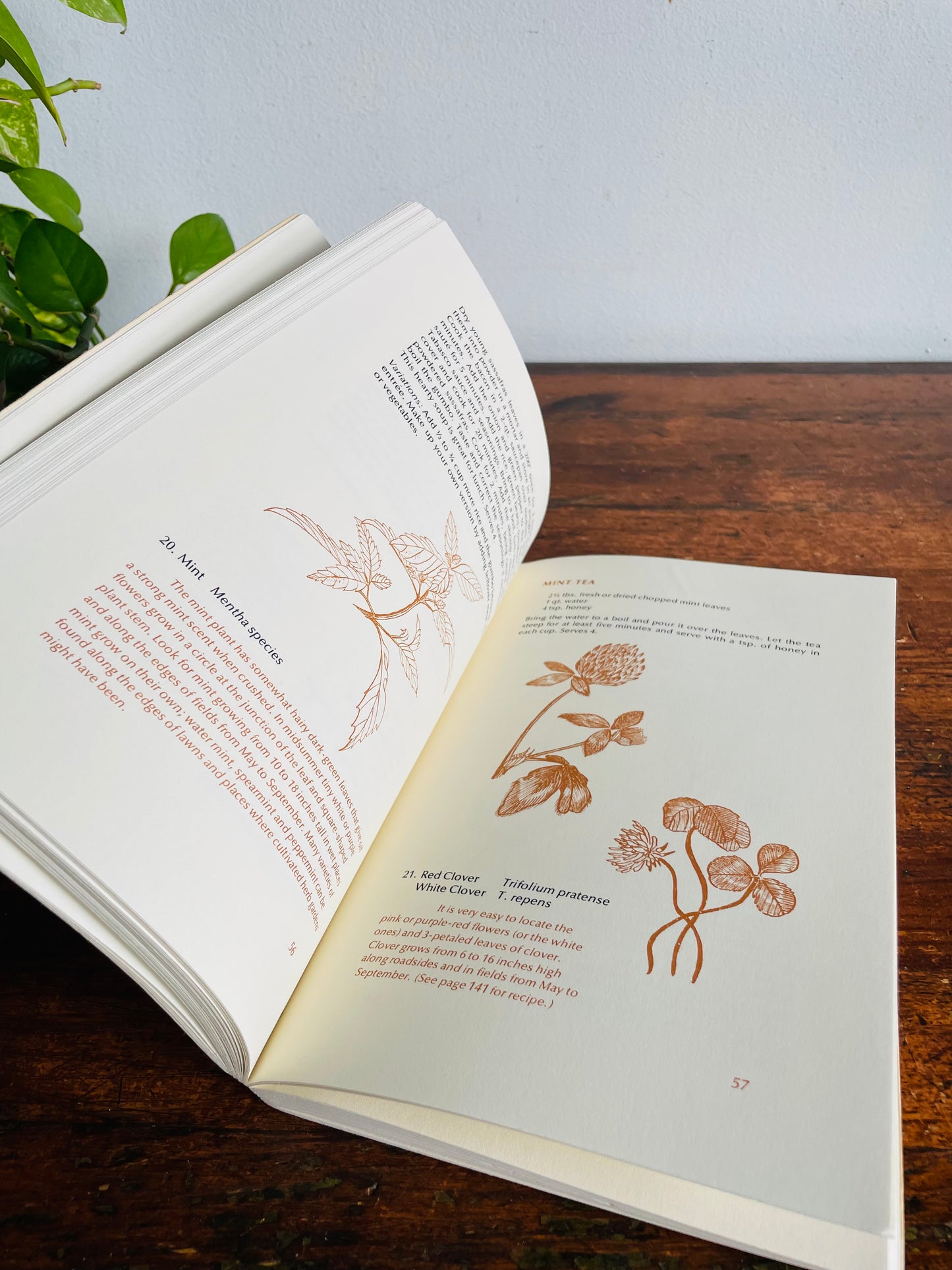 Vintage The Wild Gourmet Paperback Book by Babette Brackett & Maryann Lash (1975) - A Forager's Guide to the Finding & Cooking of Wild Foods