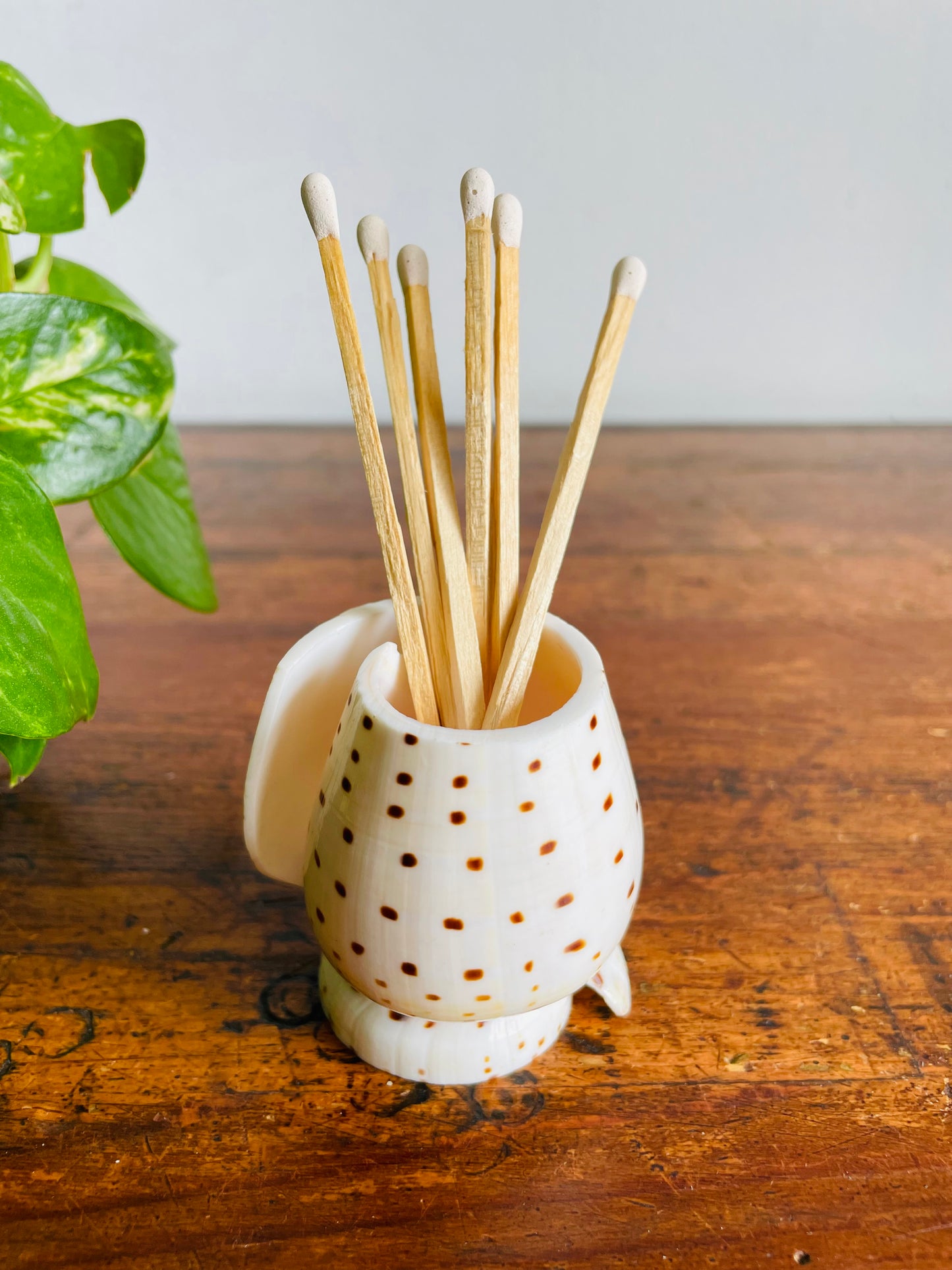 Vintage Carved Leopard Cone (Conus Leopardus) Seashell Vessel Vase Holder - Bud Vase, Matches, Toothpicks, Q-Tips, Etc.