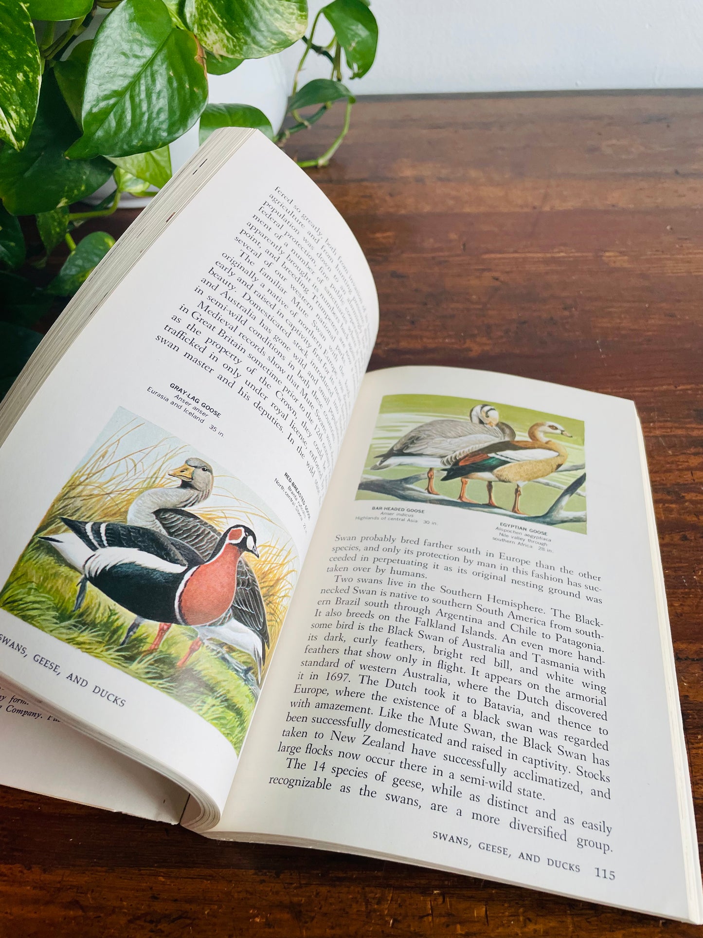 Water And Marsh Birds of The World Book by Oliver L. Austin, Jr. & Illustrated by Arthur Singer (1967)