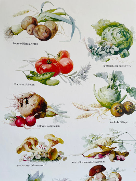German Language Poster with Gorgeous Vegetable Illustrations - From the Prussian Palaces & Gardens Museum Shop - Berlin-Brandenburg