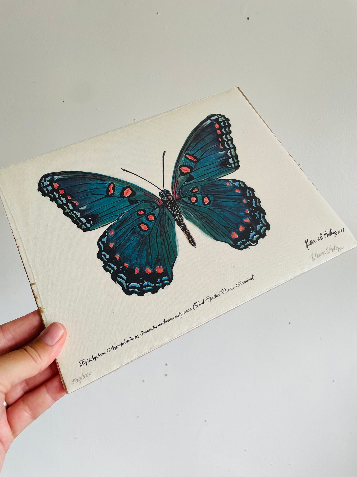Vintage 1997 Pencil Signed & Numbered Print of Red-Spotted Purple Butterfly by Niagara Artist Katharine E. Porter #2