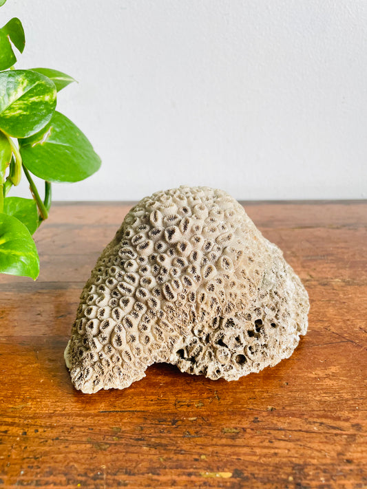 Vintage Fossilized Brain Coral Specimen - Natural Nautical Ocean Decor