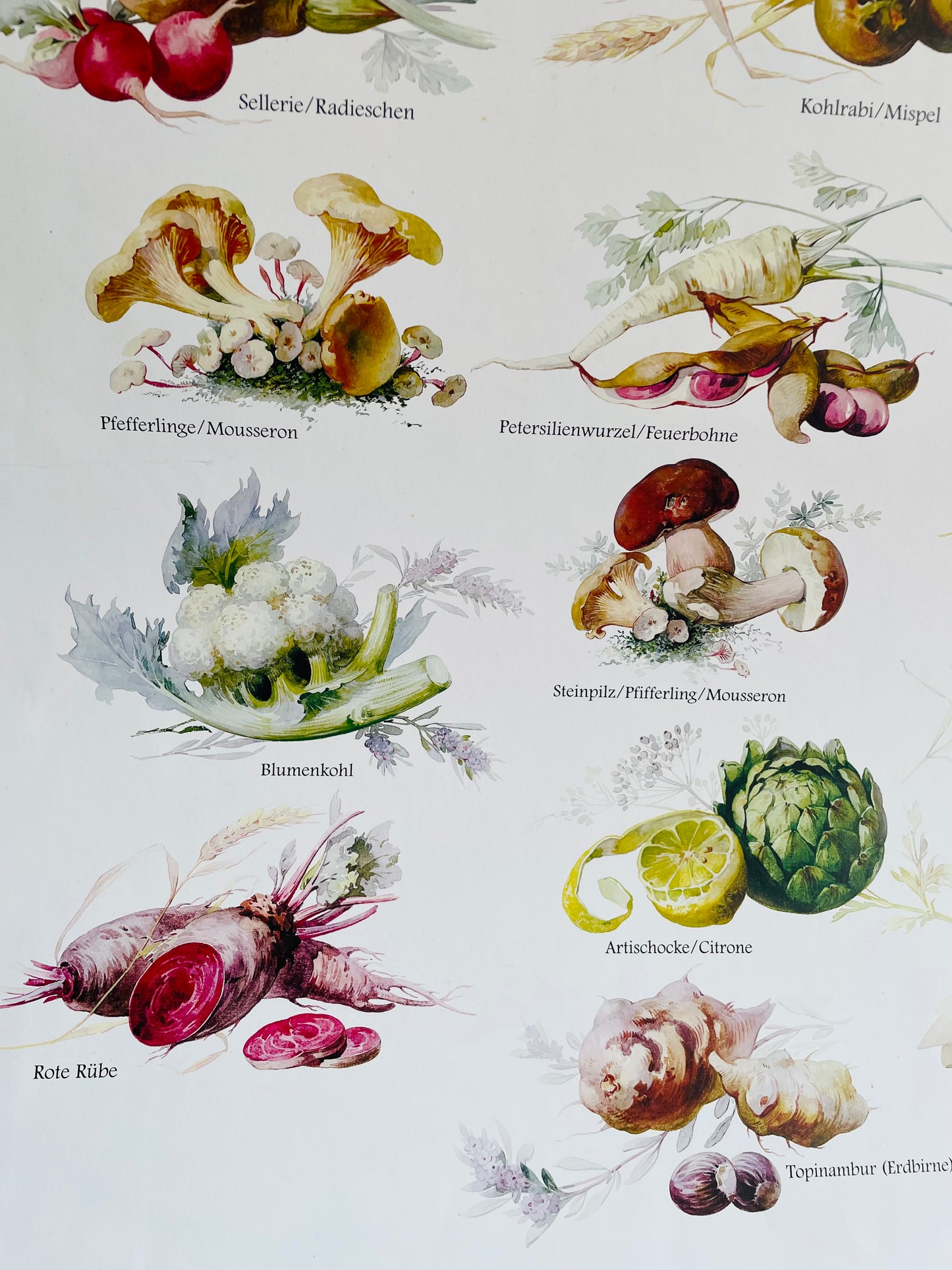 German Language Poster with Gorgeous Vegetable Illustrations - From the Prussian Palaces & Gardens Museum Shop - Berlin-Brandenburg