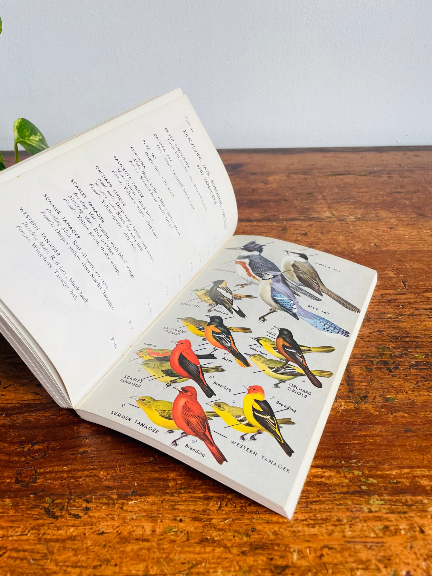 Vintage Peterson Field Guide to the Birds - Eastern Land & Water Birds by Roger Tory Peterson