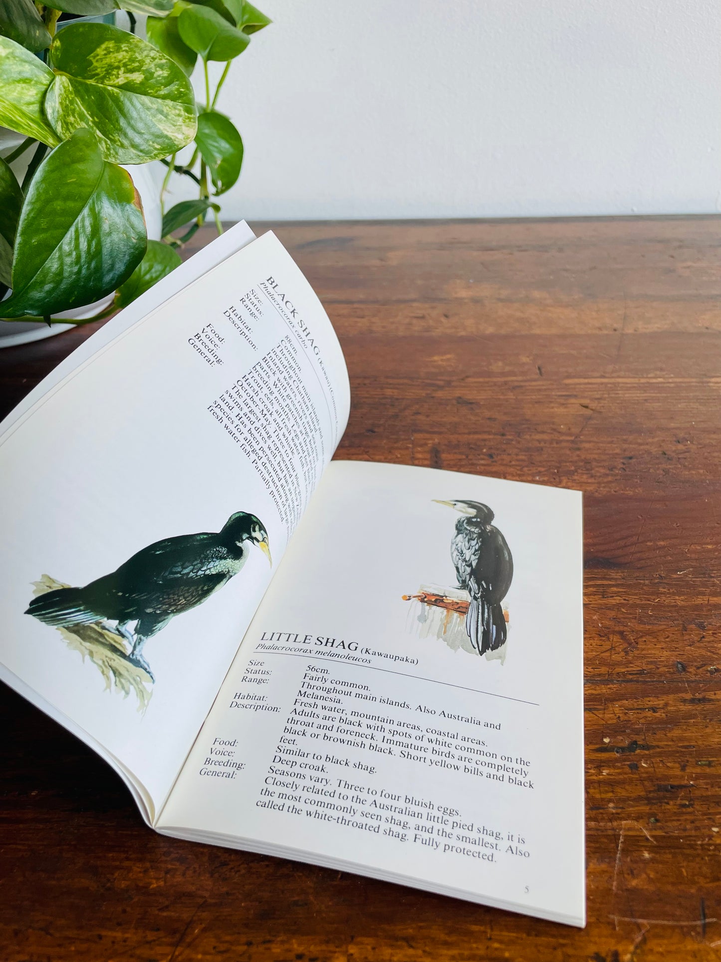 Know Your New Zealand Birds Book by Murdoch Riley (1991)