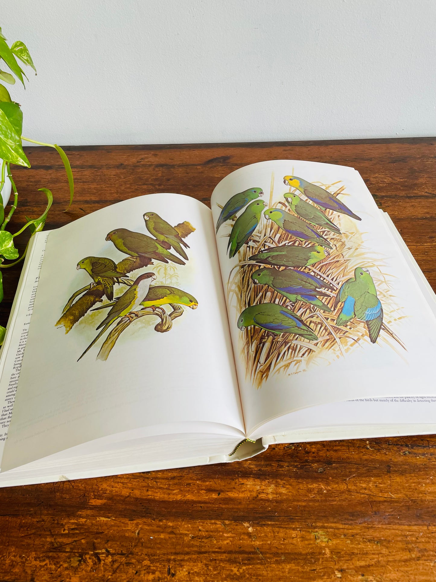 Parrots of the World Giant & Heavy Hardcover Coffee Table Book by Joseph M. Forshaw & Illustrated by William T. Cooper (1978)