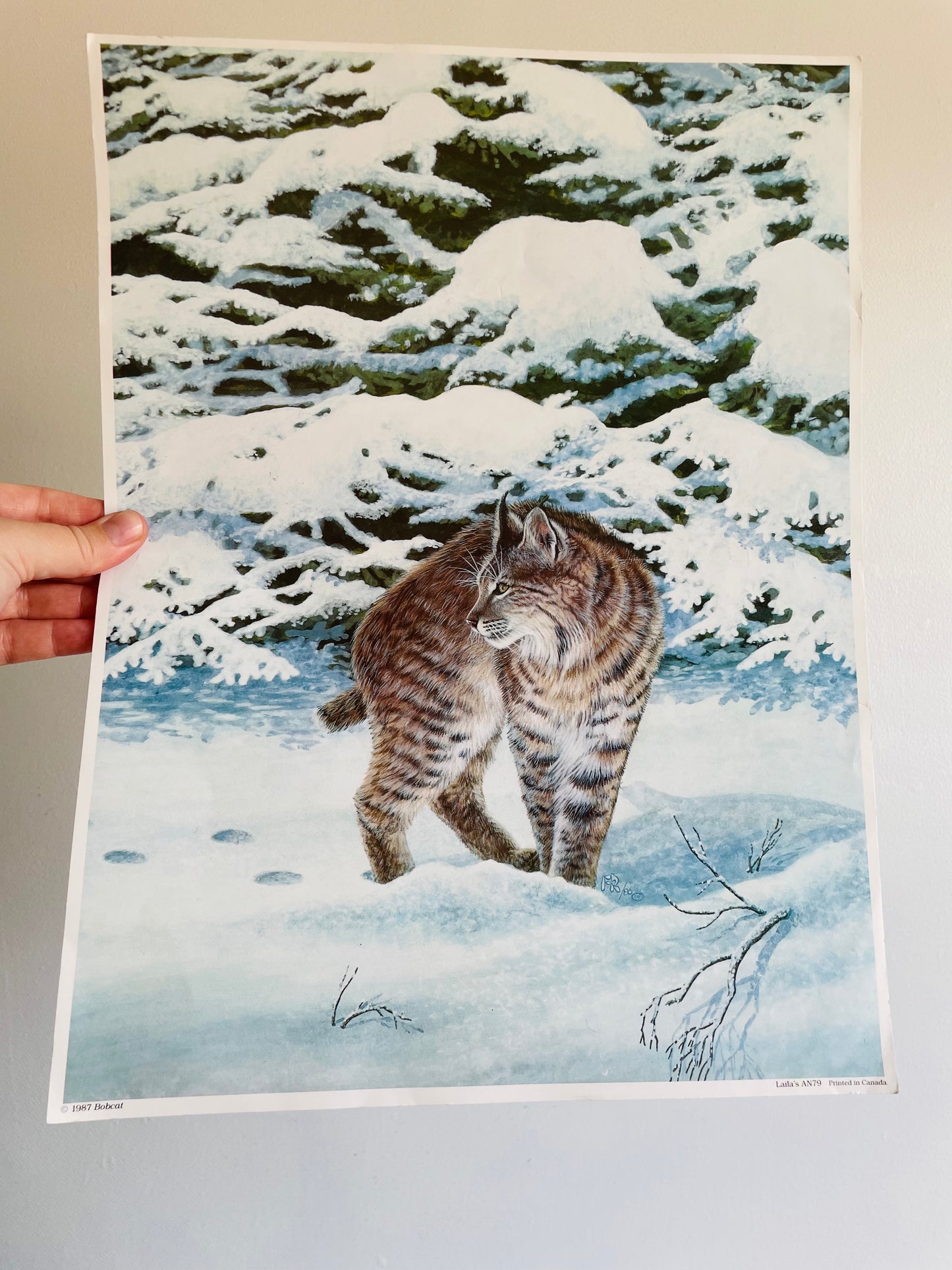 Bobcat Poster Print - Ready for Framing! Printed in Canada (1987)