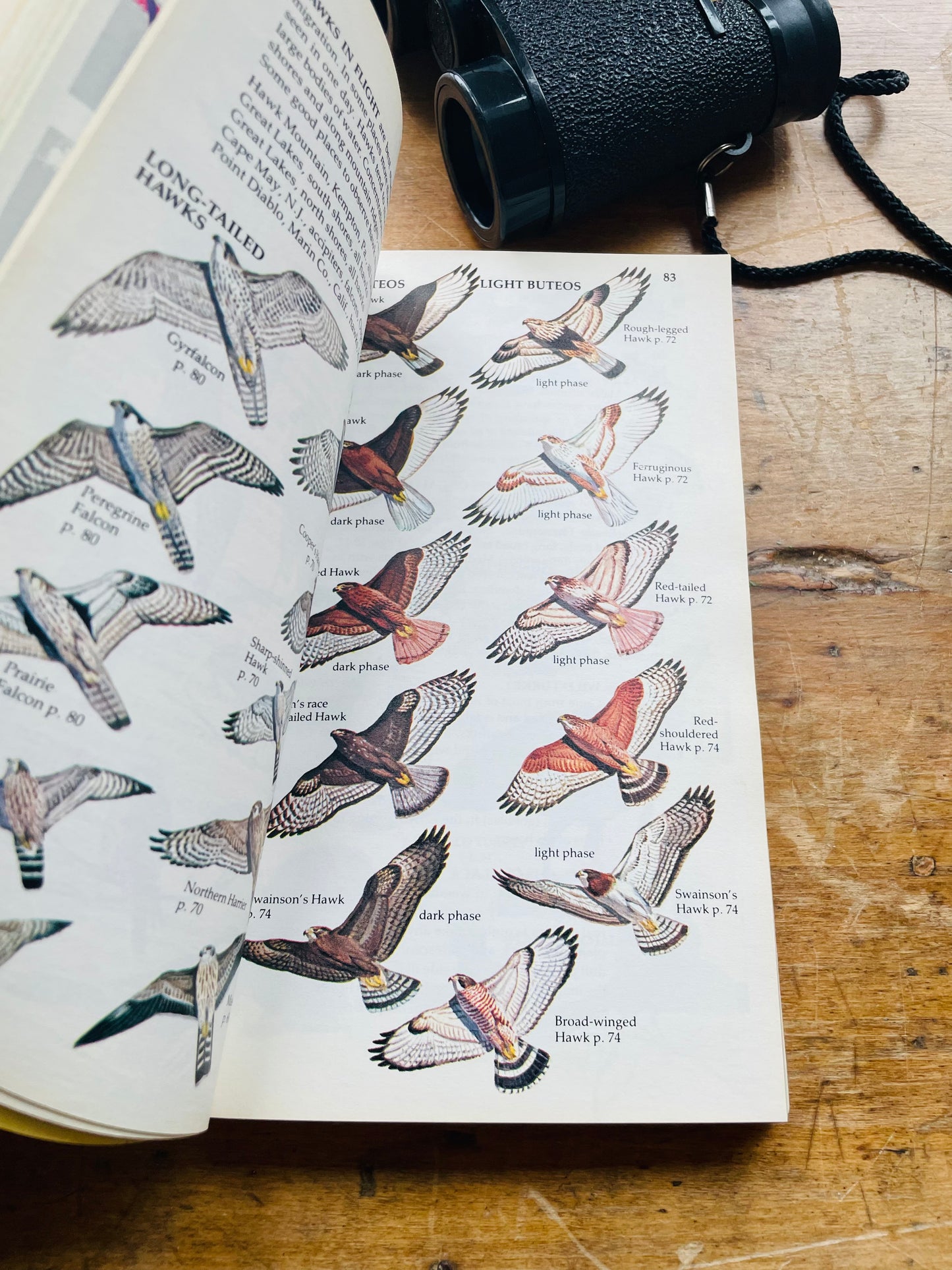 Golden A Guide to Field Identification of Birds of North America Book (1983)