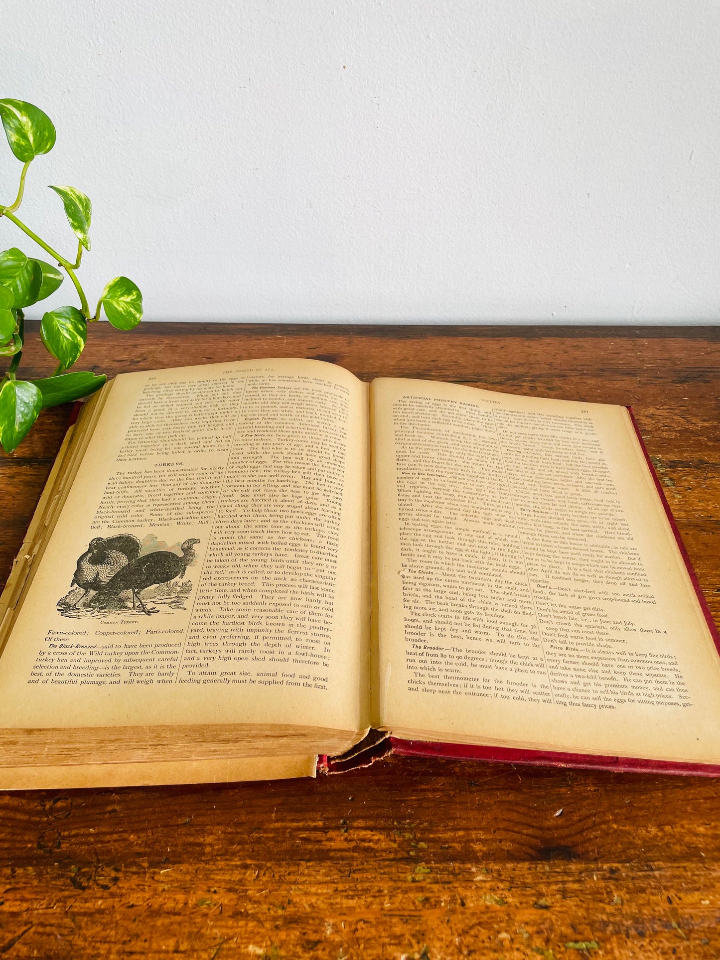 Antique The Standard Horse and Stock Clothbound Hardcover Book - Illustrated Farmer's Practical Guide (1902) - 124 Years Old