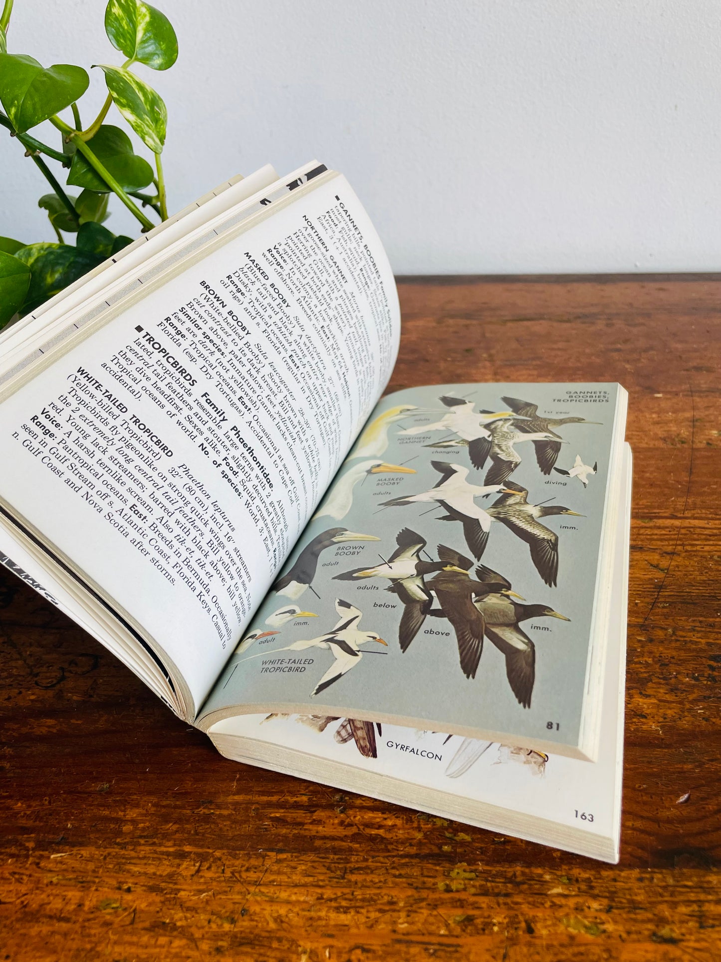 Vintage A Field Guide to the Birds East of the Rockies Book by Roger Tory Peterson (1980)