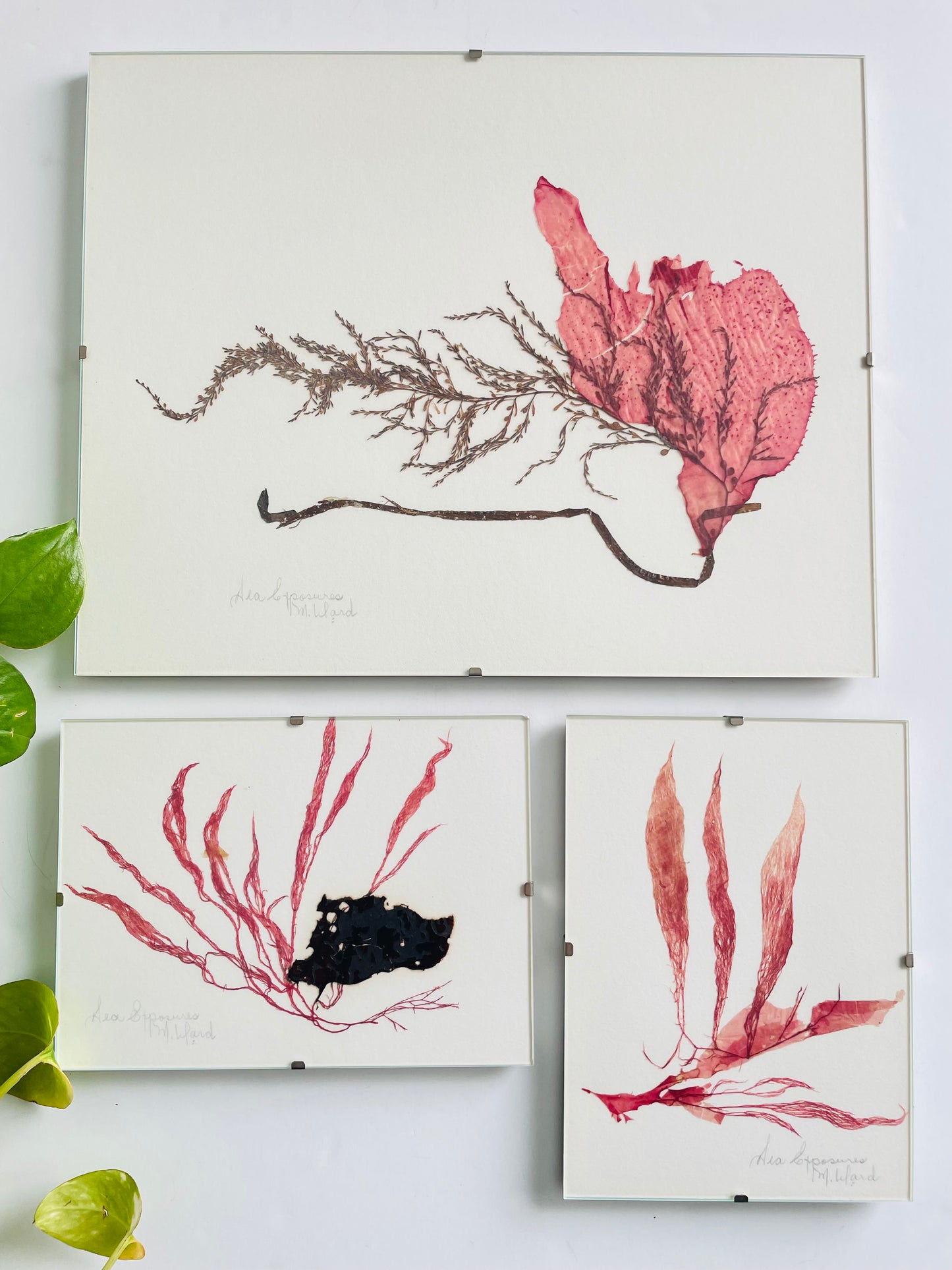 Vintage Pressed Seaweed Original Art - Artist Signed - Marie Ward - North Vancouver BC - Pink 5" x 7"