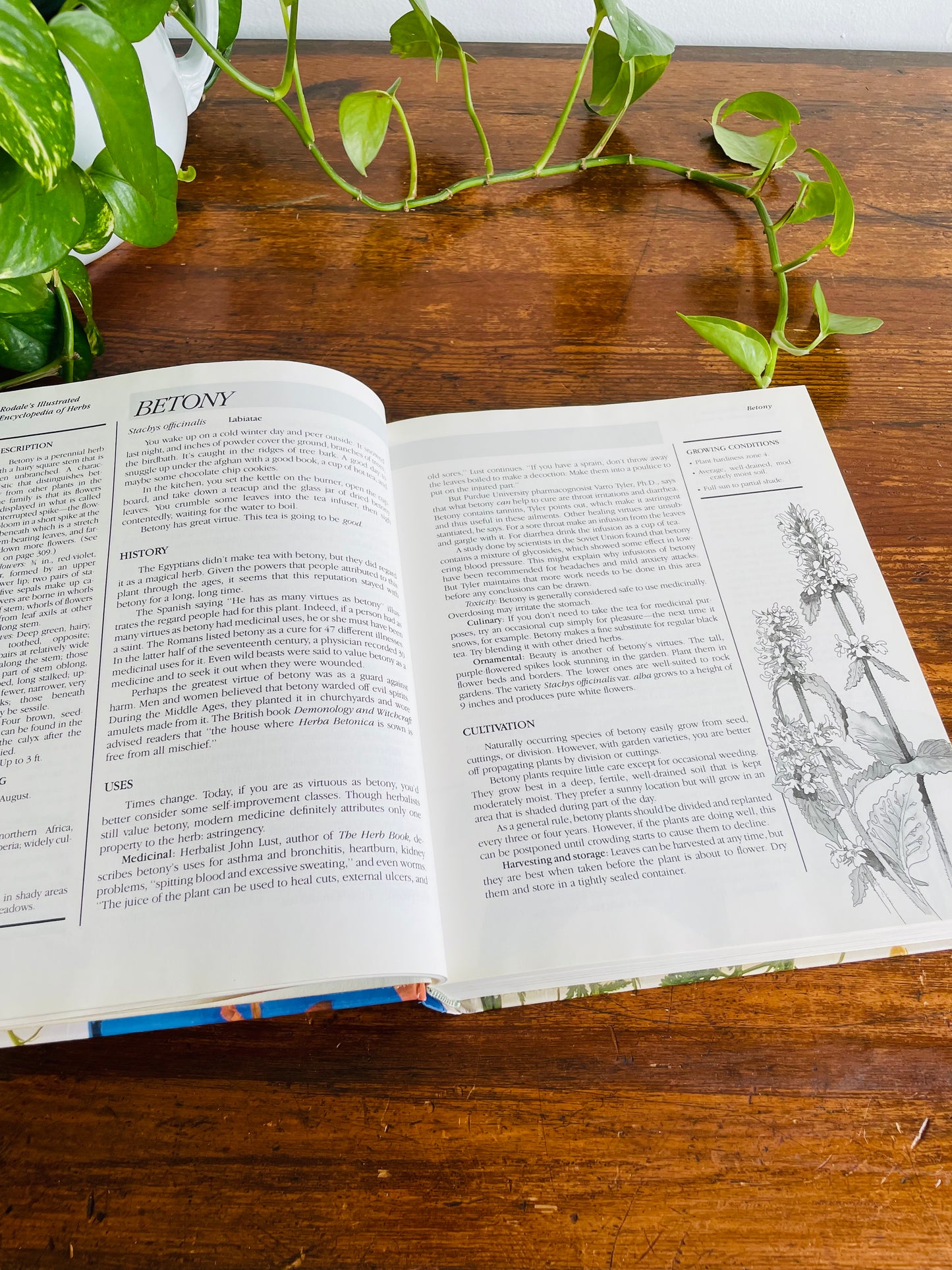 Rodale's Illustrated Encyclopedia of Herbs Hardcover Book (1987)