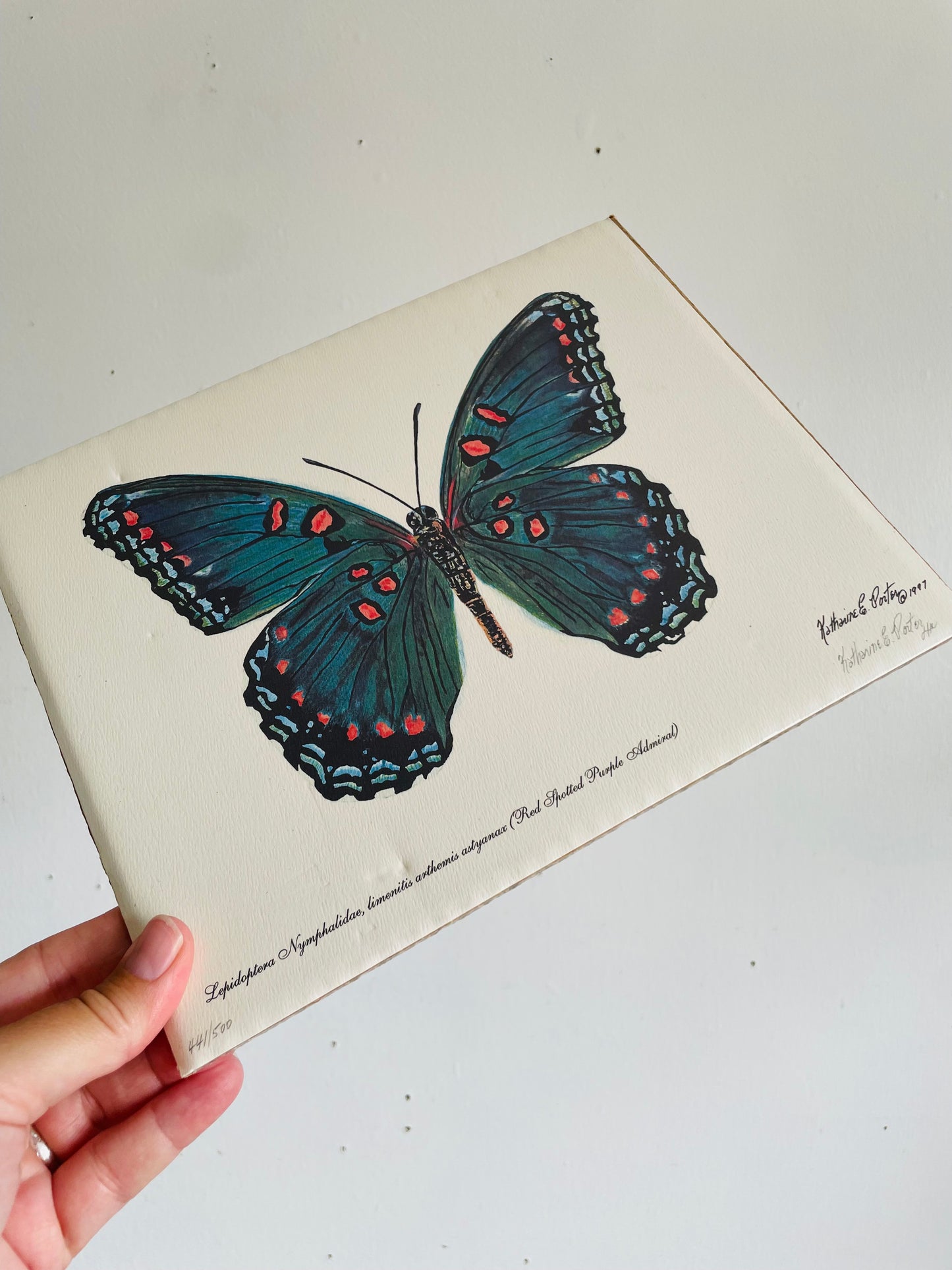 Vintage 1997 Pencil Signed & Numbered Print of Red-Spotted Purple Butterfly by Niagara Artist Katharine E. Porter #1