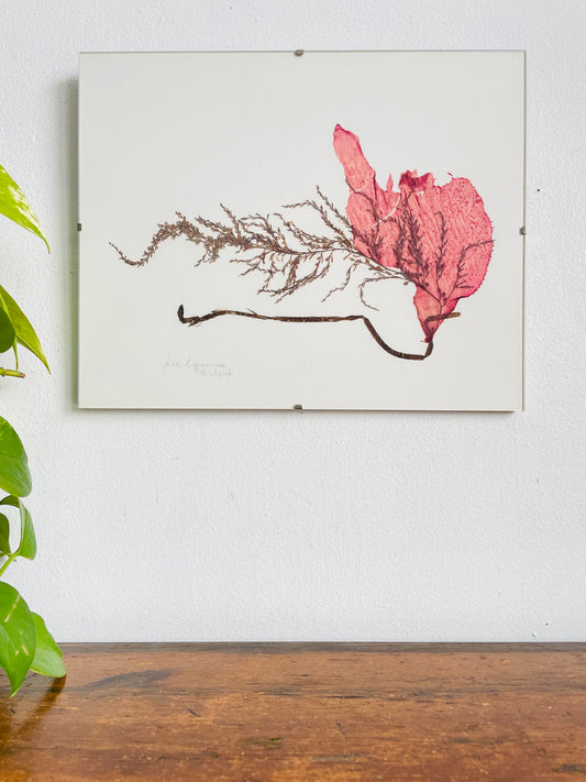 Vintage Pressed Seaweed Original Art - Artist Signed - Marie Ward - North Vancouver BC - 11.75" x 9.5"
