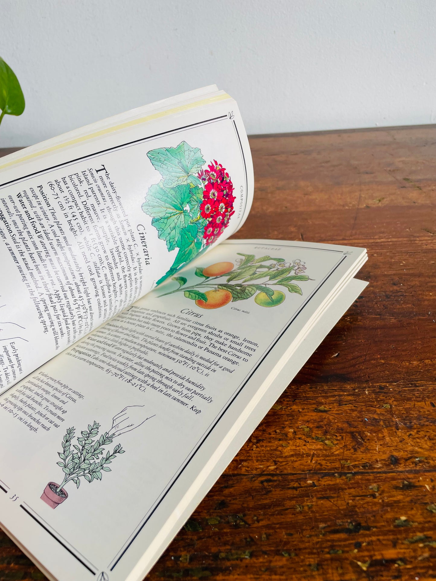 Vintage The Garden Library Flowering House Plants Book by Kenneth A. Beckett with Illustrations (1984)