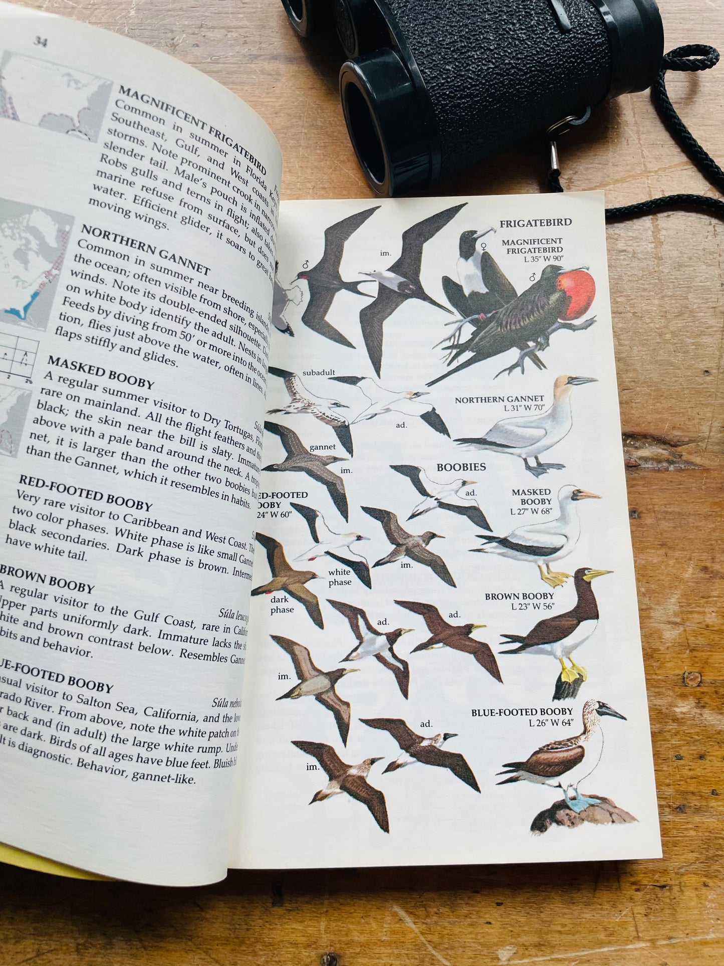 Golden A Guide to Field Identification of Birds of North America Book (1983)