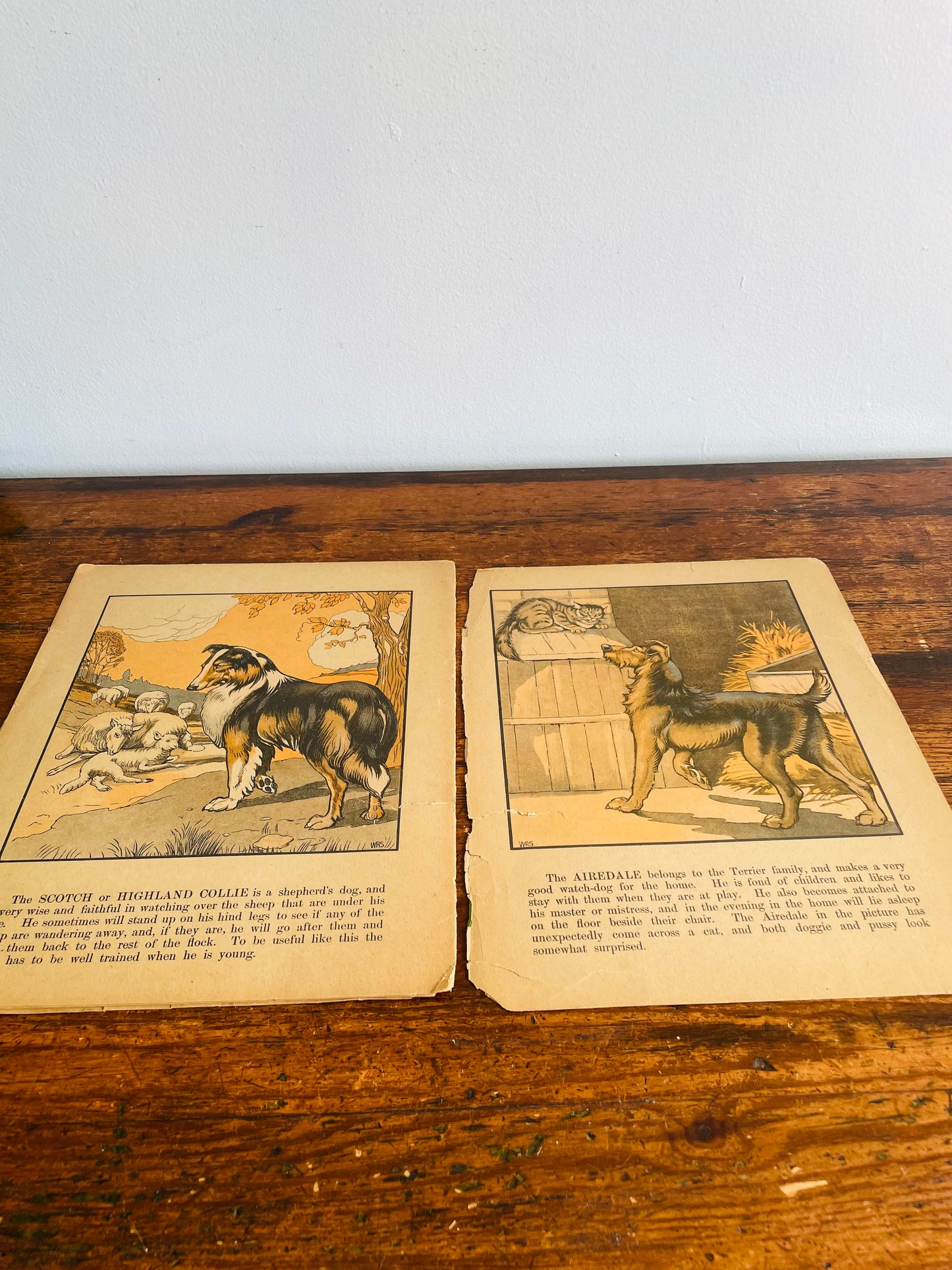 Antique A Book of Dogs - The Canada Games Co. (1921) - Fantastic Illustrations for Prints & Framing!