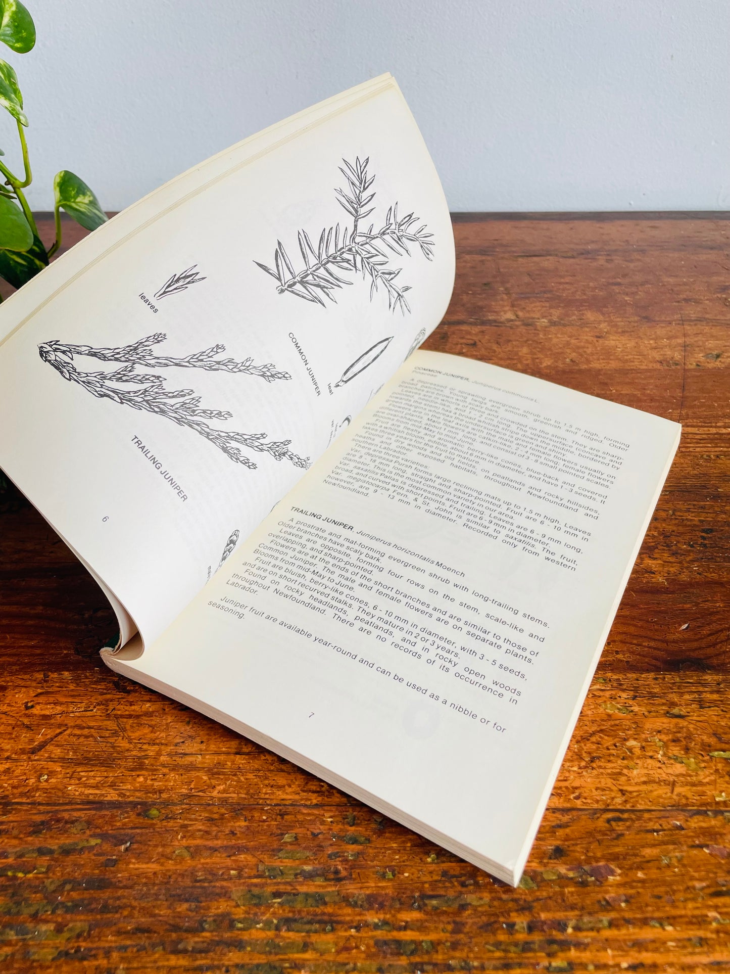 Vintage Native Trees And Shrubs of Newfoundland And Labrador Softcover Book by A. Glen Ryan (1978)