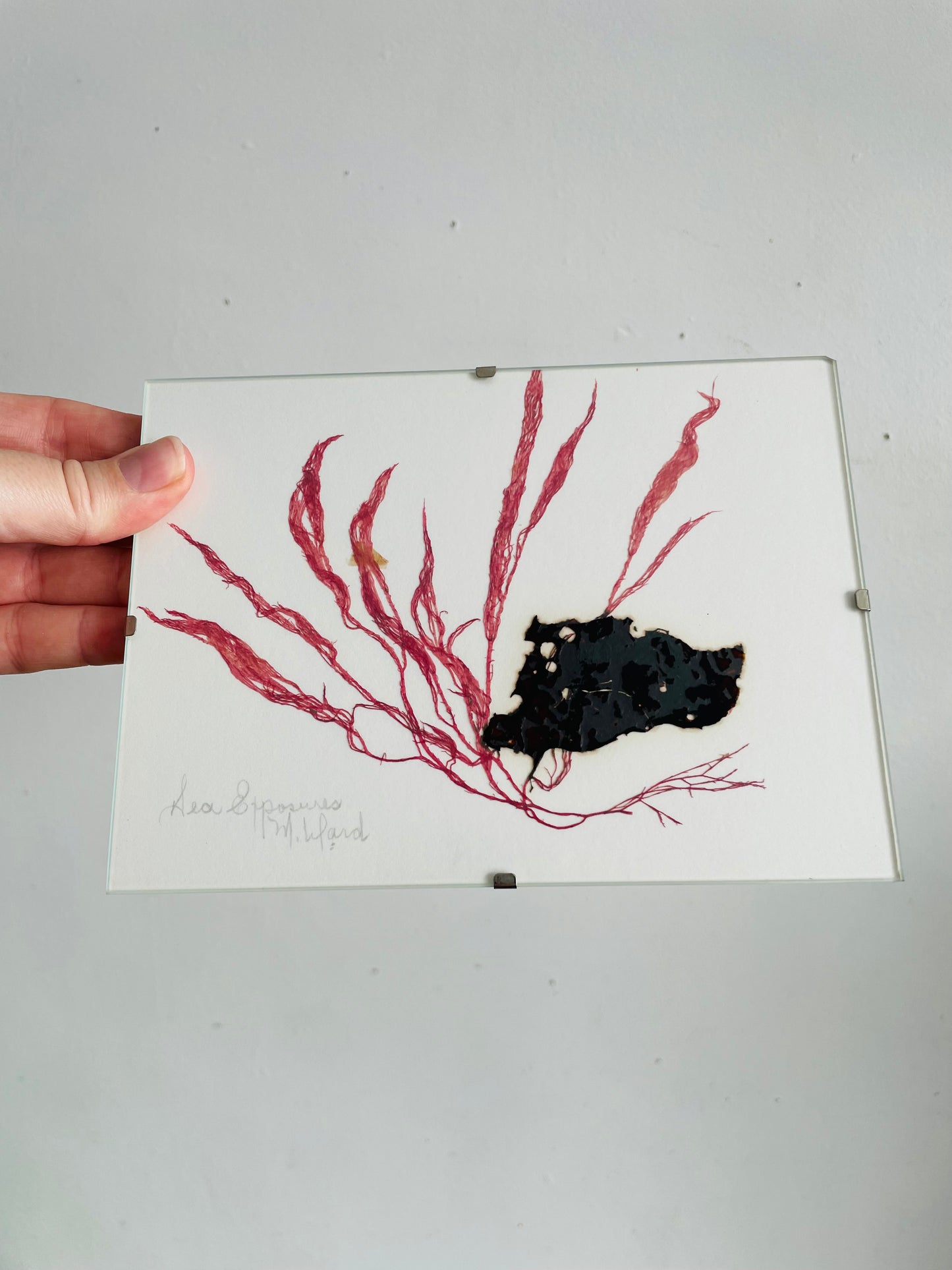 Vintage Pressed Seaweed Original Art - Artist Signed - Marie Ward - North Vancouver BC - Pink & Brown 7" x 5"