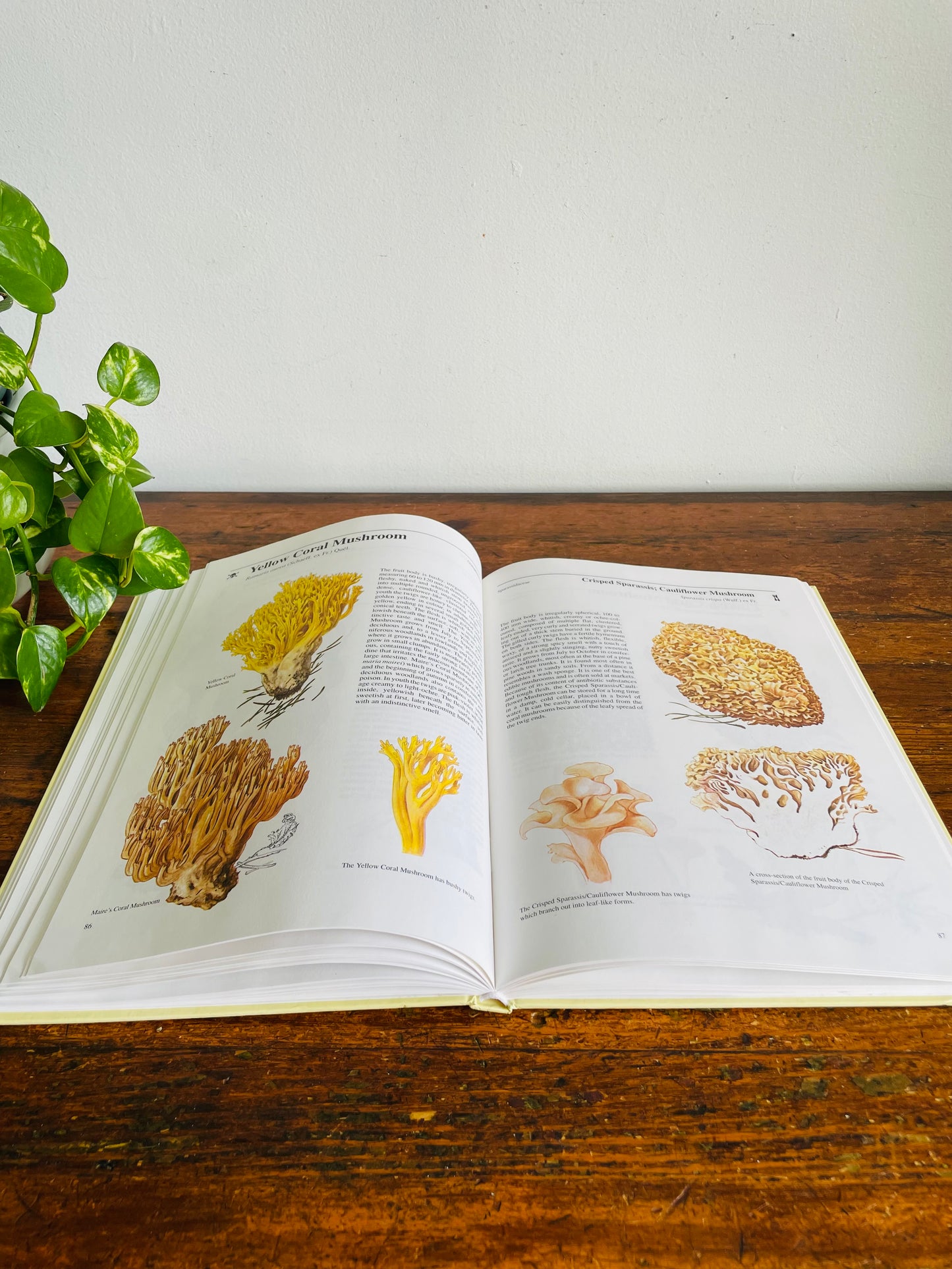 Vintage Mushrooms & Toadstools Illustrated Guide Hardcover Book by Jiří Baier (1995)