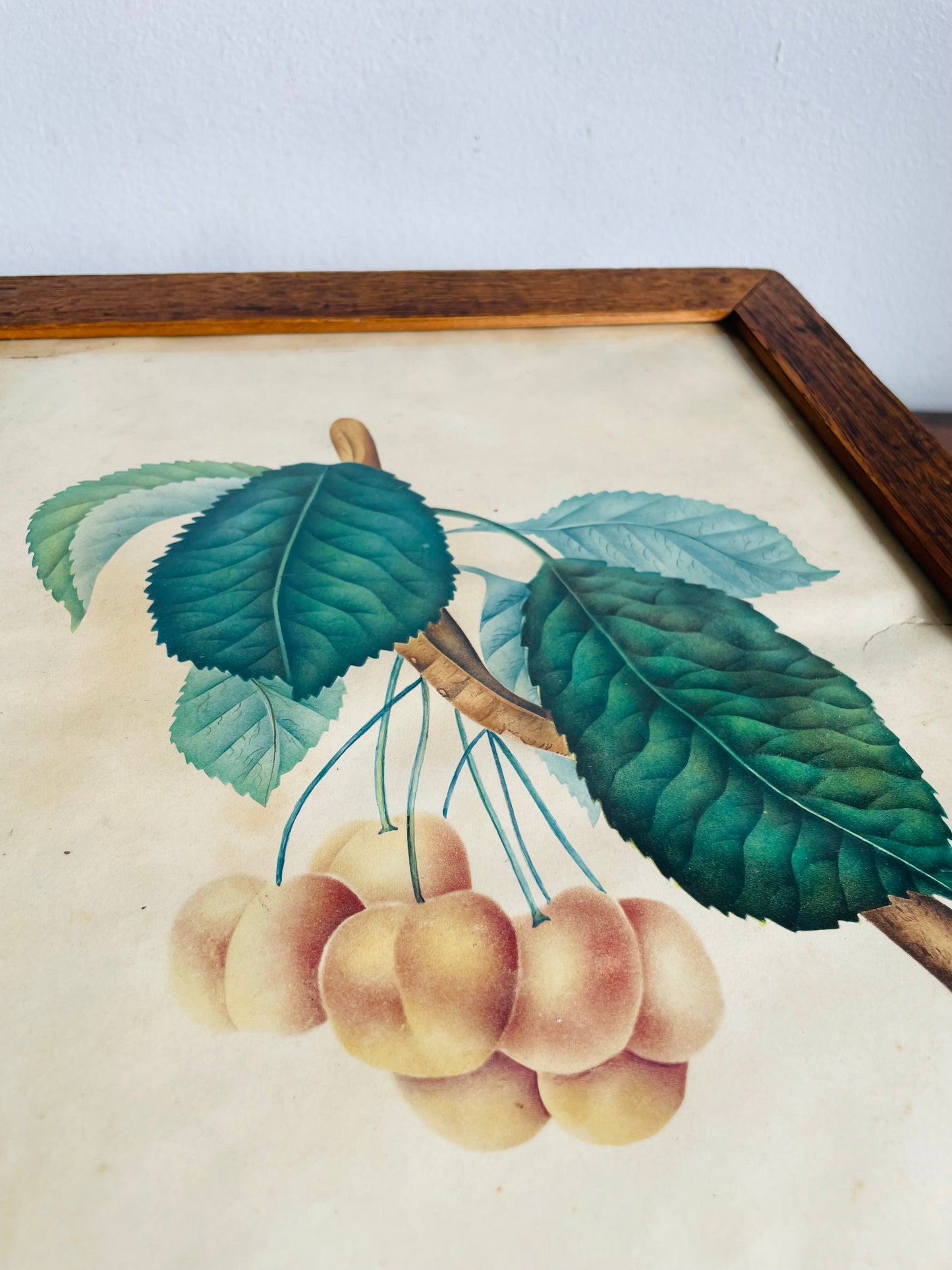 Antique Pre-1869 Hand-Coloured Botanical Cherry Fruit Pomological Picture in Wood Frame - Painted by Frances Despard of Laurel Hill, Queens County, Ireland - Over 157 Years Old