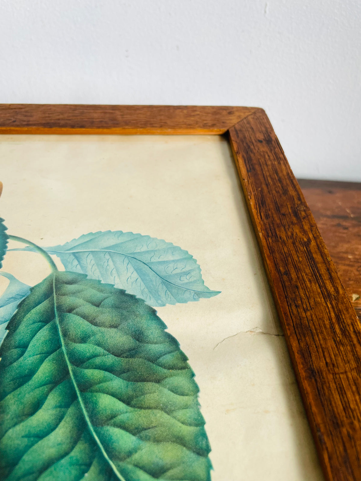 Antique Pre-1869 Hand-Coloured Botanical Cherry Fruit Pomological Picture in Wood Frame - Painted by Frances Despard of Laurel Hill, Queens County, Ireland - Over 157 Years Old