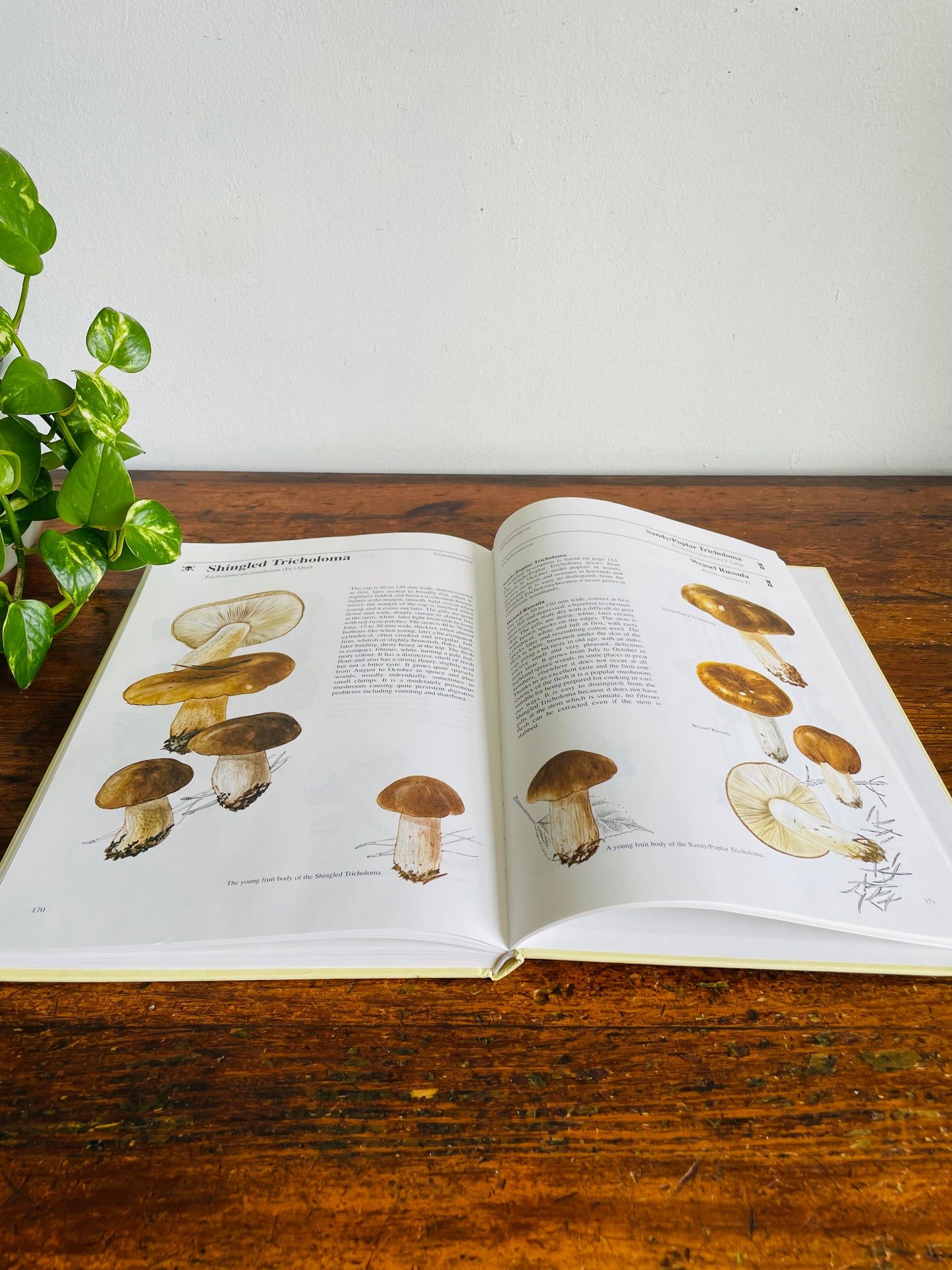 Vintage Mushrooms & Toadstools Illustrated Guide Hardcover Book by Jiří Baier (1995)