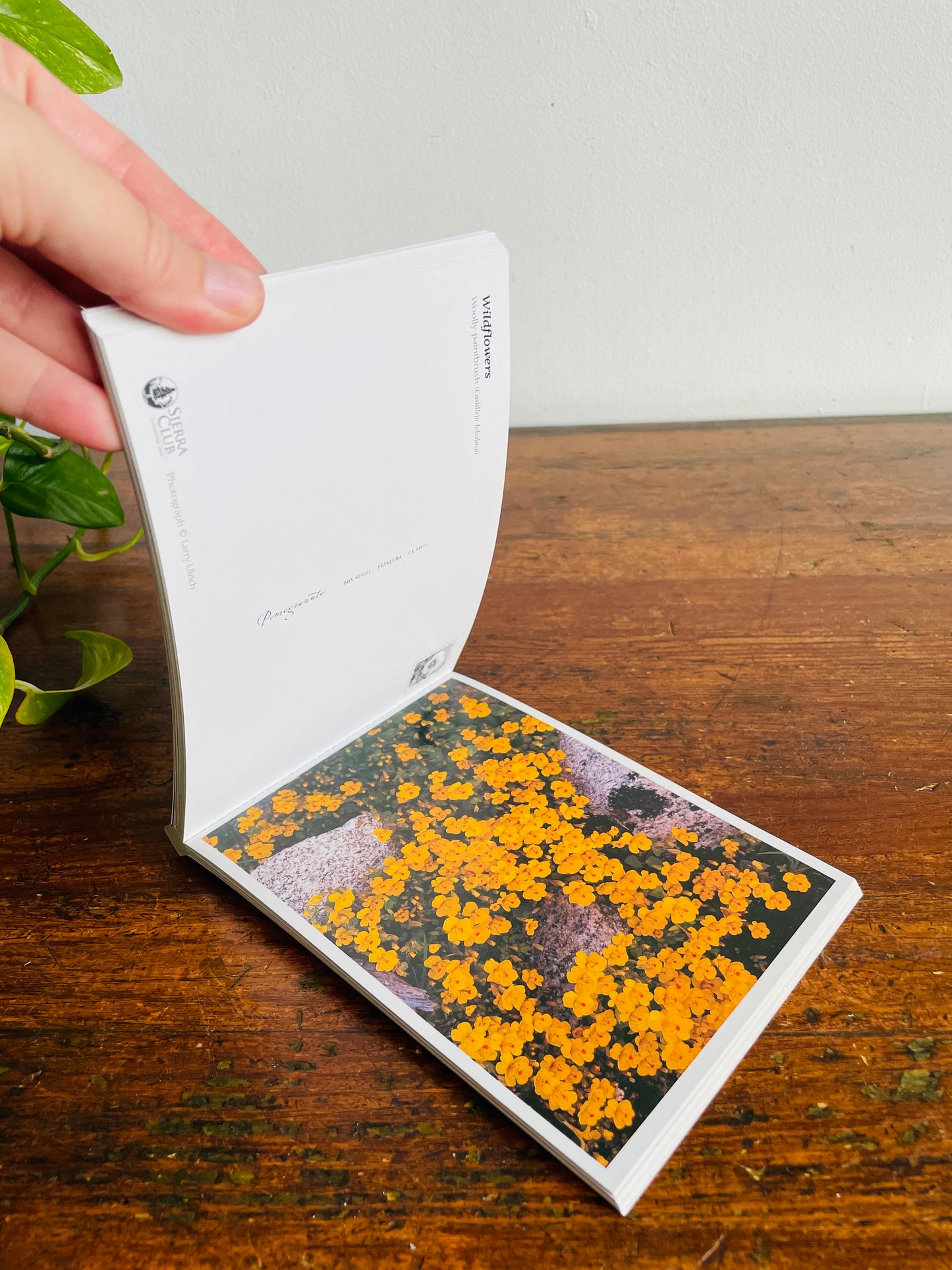 Vintage Sierra Club Book of Wildflower Postcards - Larry Ulrich Photography (2004) - Includes 23 Flower Postcards