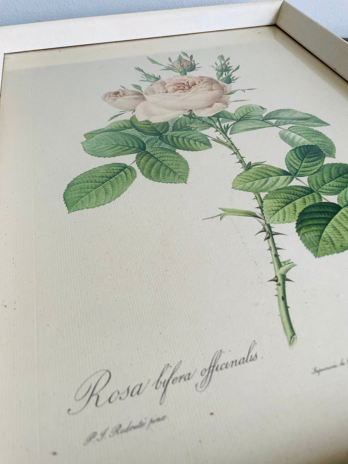 Vintage Floral Botanical Lithograph Print Picture by Pierre-Joseph Redouté - Rosa Bifera Officinalis - Rose Flower - Normill No. 1879 Made in England