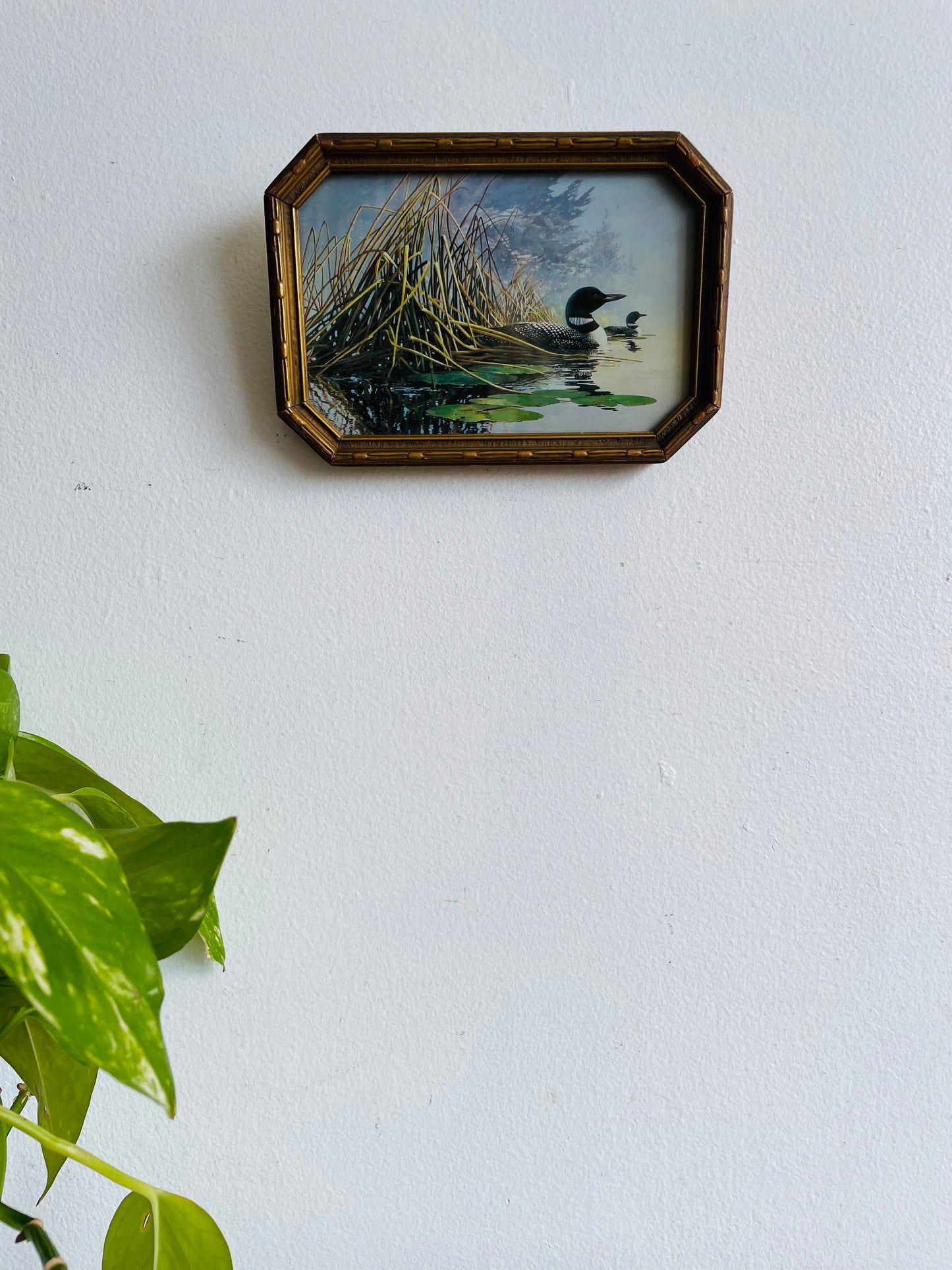 Framed Print Picture of Loons in Lake Cottage Scene