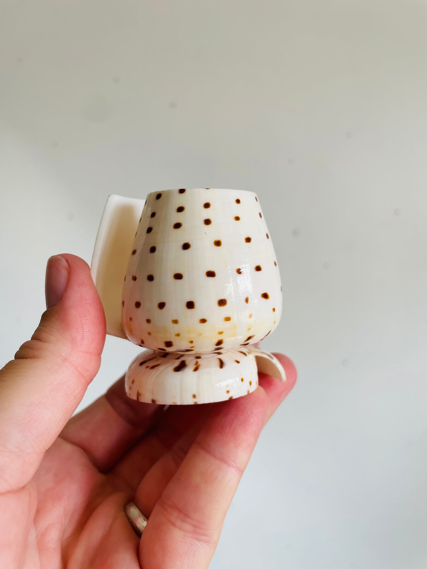 Vintage Carved Leopard Cone (Conus Leopardus) Seashell Vessel Vase Holder - Bud Vase, Matches, Toothpicks, Q-Tips, Etc.