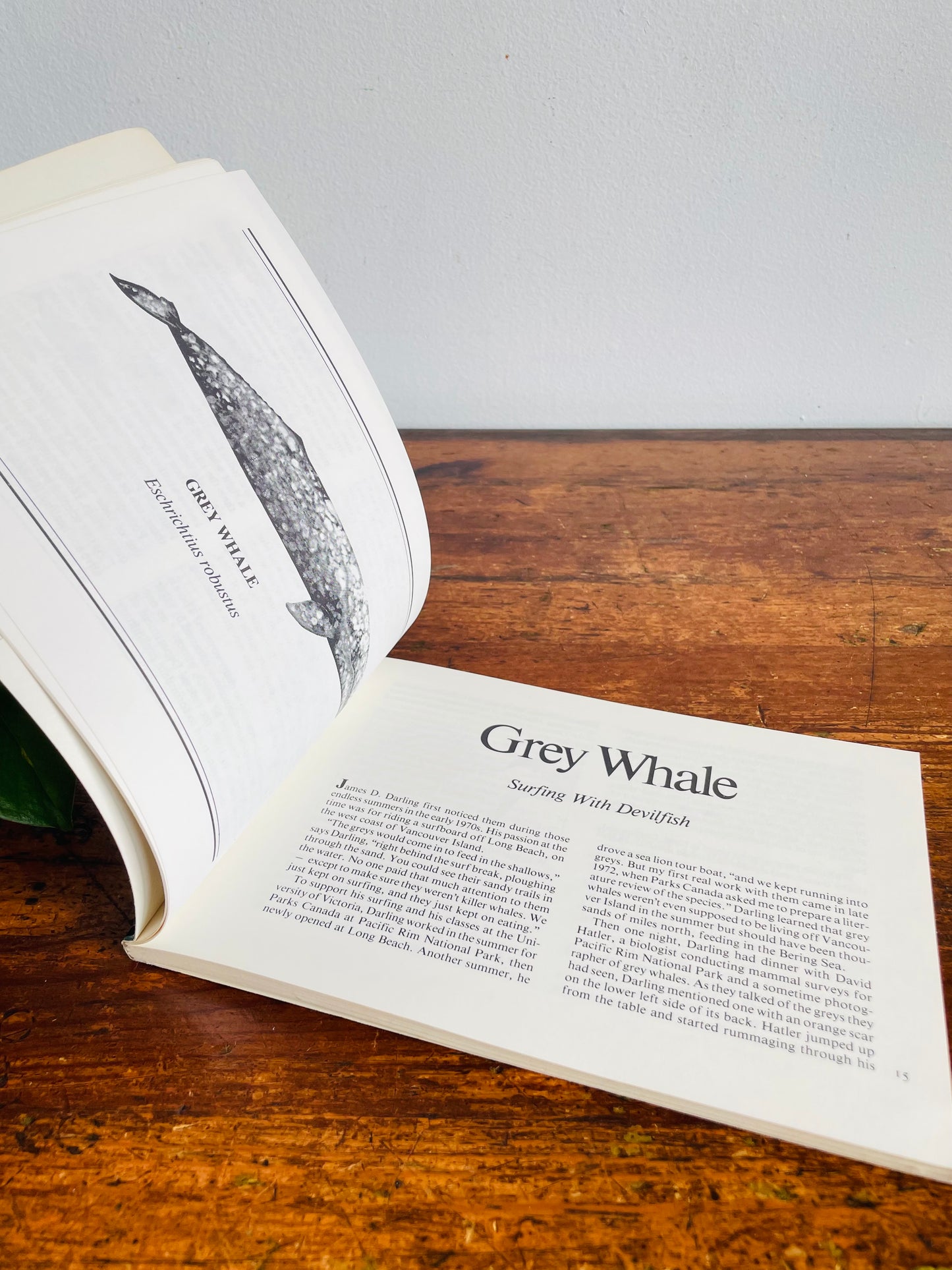 Vintage The Whales In Canada Softcover Book by Erich Hoyt - An Equinox Wildlife Handbook (1988)