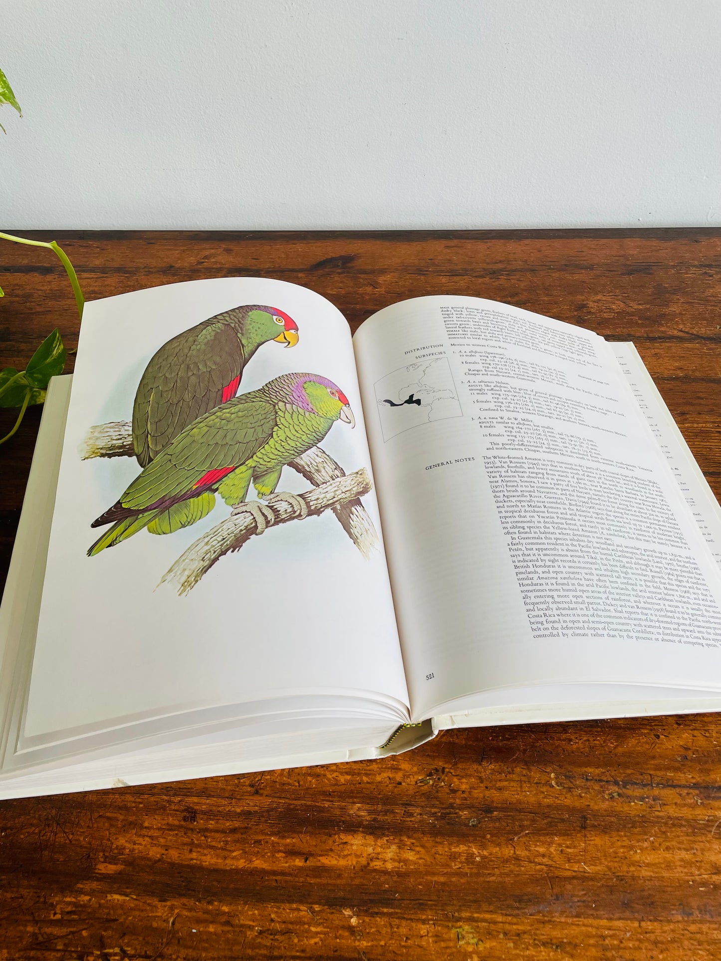 Parrots of the World Giant & Heavy Hardcover Coffee Table Book by Joseph M. Forshaw & Illustrated by William T. Cooper (1978)