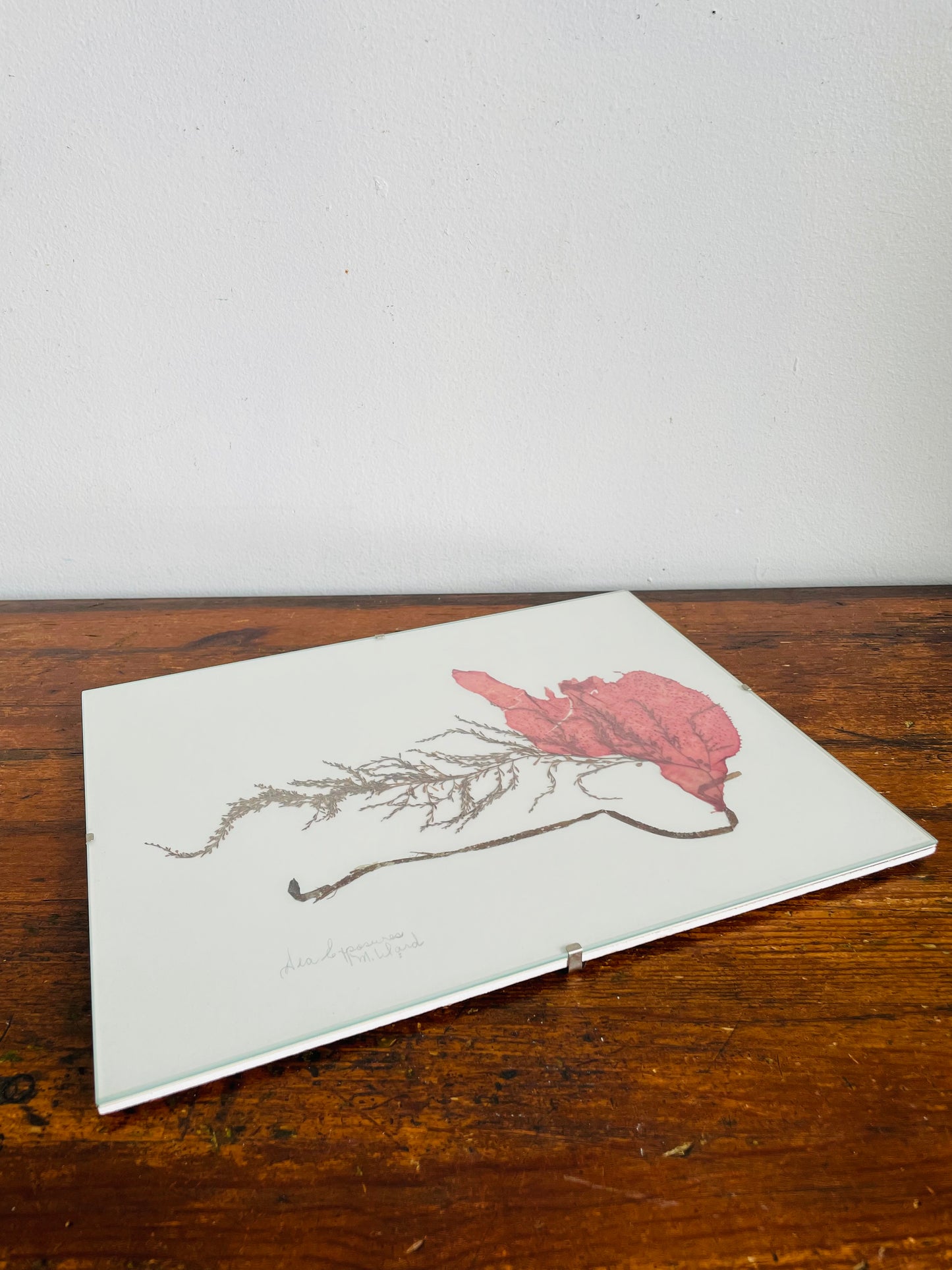 Vintage Pressed Seaweed Original Art - Artist Signed - Marie Ward - North Vancouver BC - 11.75" x 9.5"