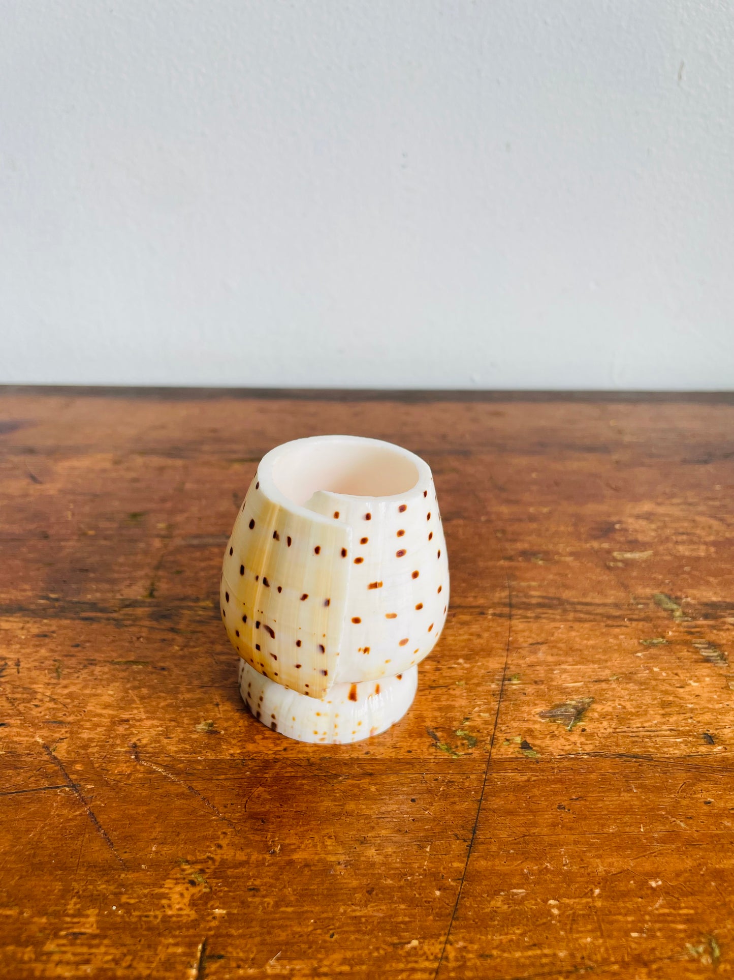 Vintage Carved Leopard Cone (Conus Leopardus) Seashell Vessel Vase Holder - Bud Vase, Matches, Toothpicks, Q-Tips, Etc.