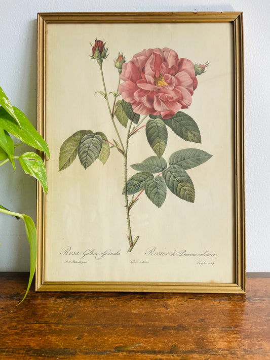 French Rose Flower Botanical Print Picture by Pierre-Joseph Redouté - Rosa Gallica Officinalis