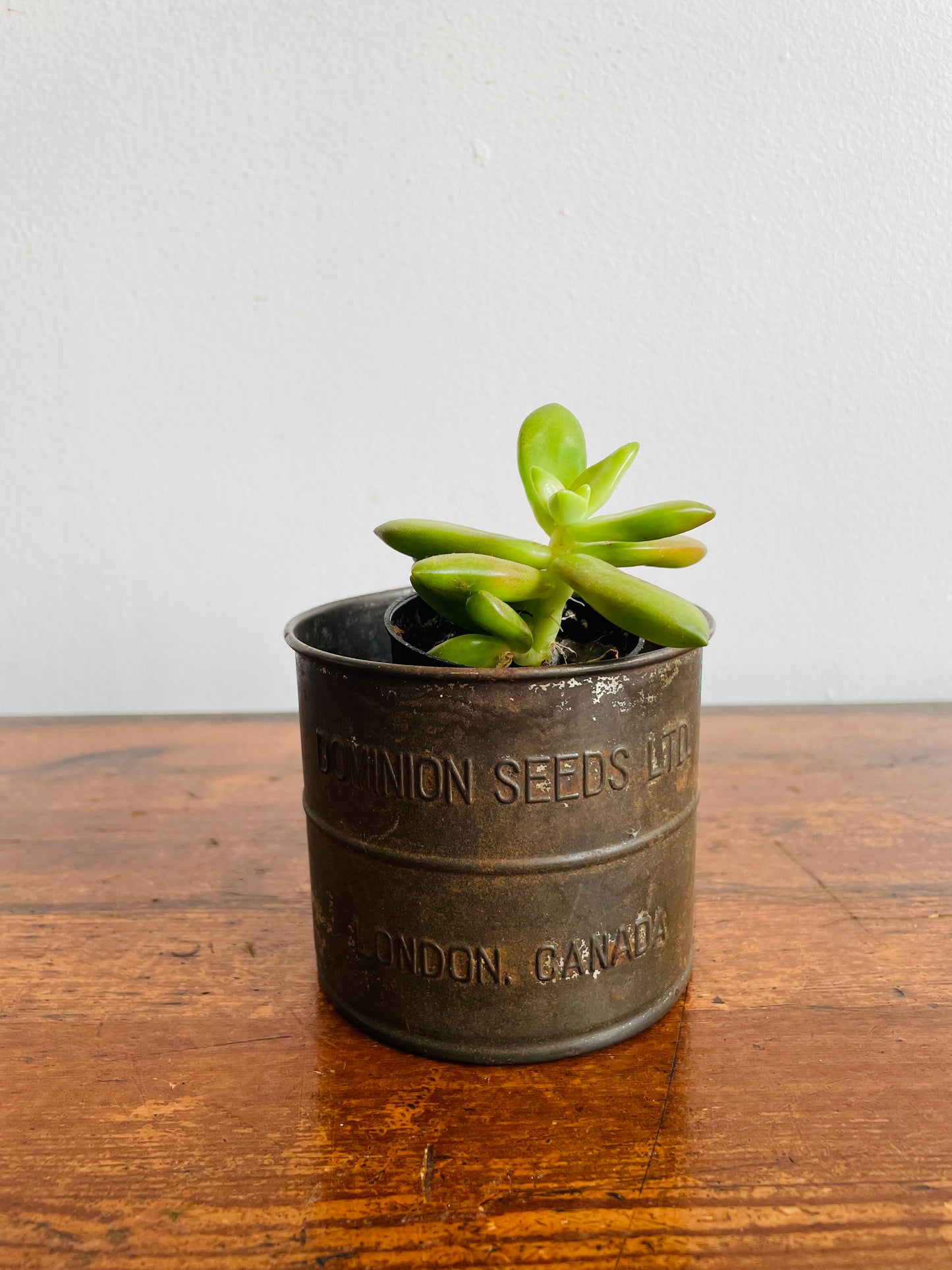 Dominion Seeds Ltd. London Canada 2 Cup Flour Sifter Cup with Wood Handle - Makes a Great Planter!