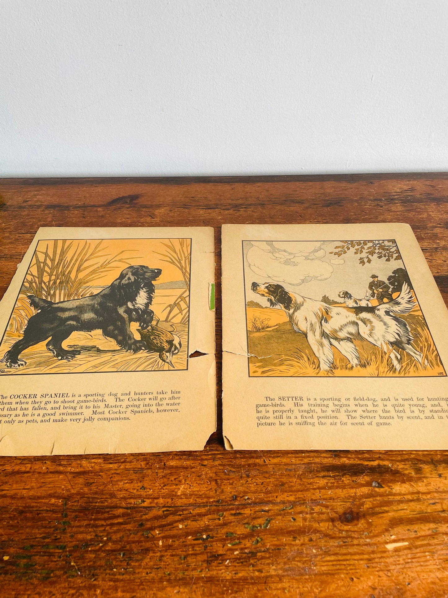 Antique A Book of Dogs - The Canada Games Co. (1921) - Fantastic Illustrations for Prints & Framing!