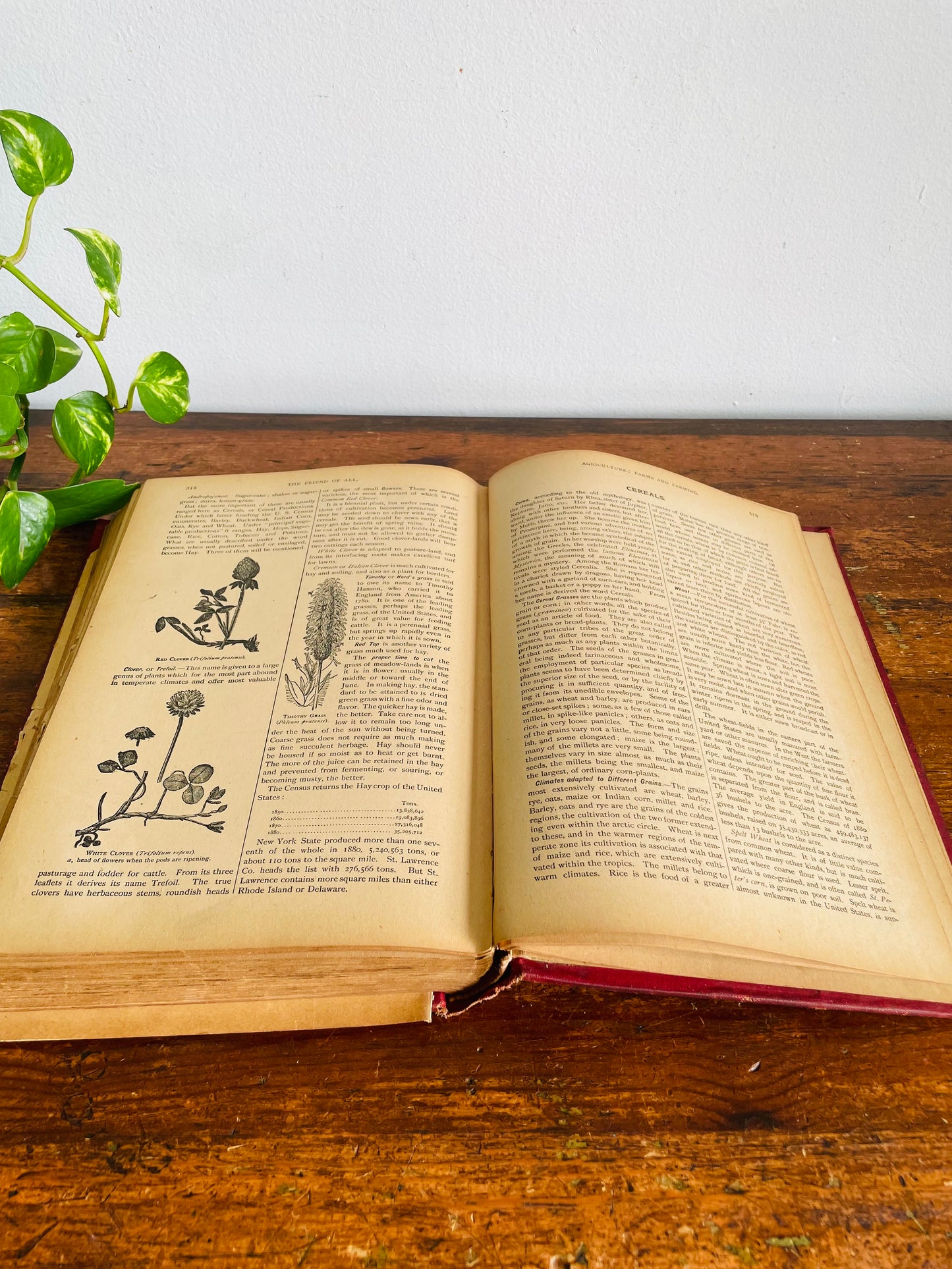 Antique The Standard Horse and Stock Clothbound Hardcover Book - Illustrated Farmer's Practical Guide (1902) - 124 Years Old