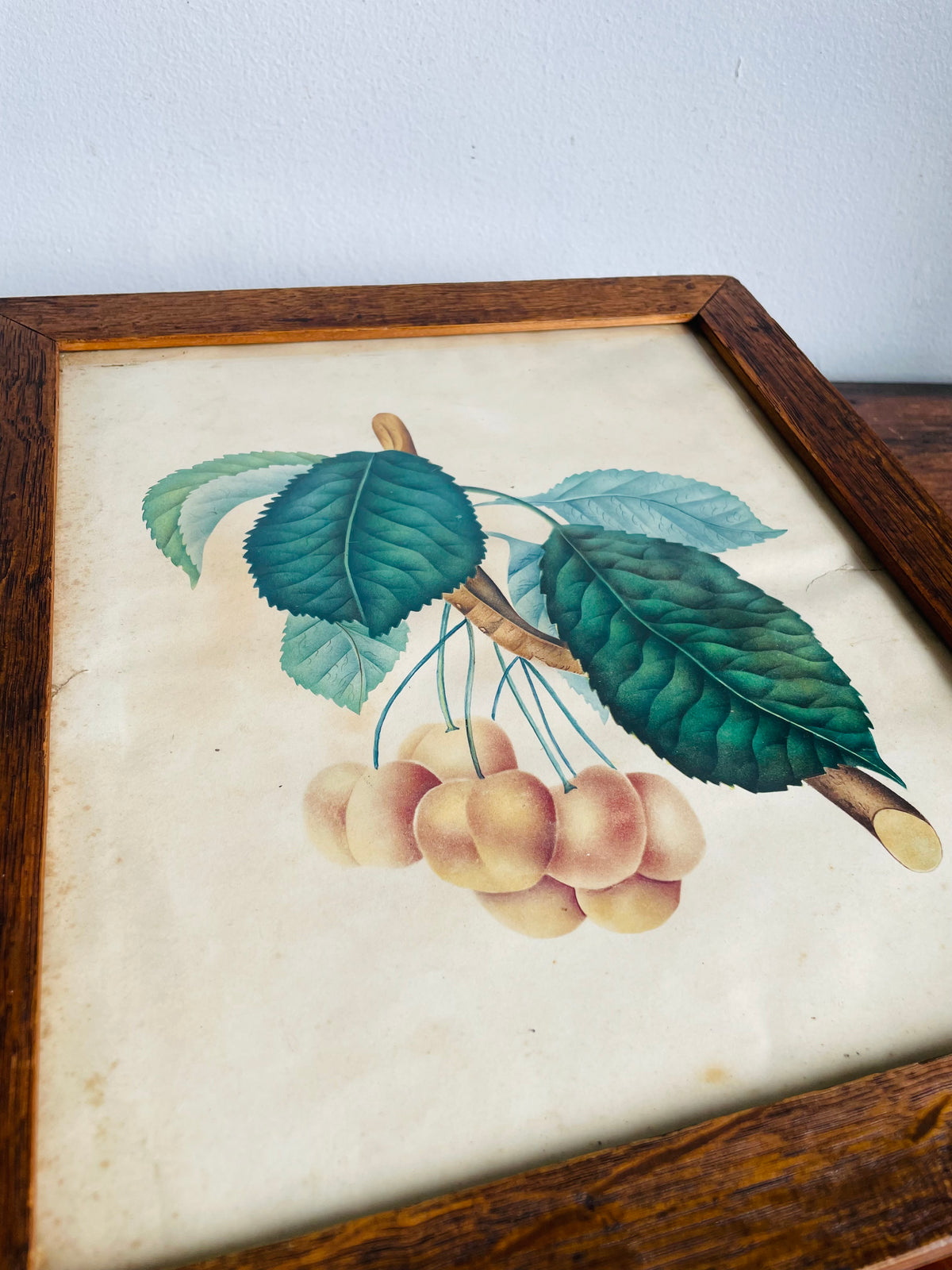 Antique Pre-1869 Hand-Coloured Botanical Cherry Fruit Pomological Picture in Wood Frame - Painted by Frances Despard of Laurel Hill, Queens County, Ireland - Over 157 Years Old