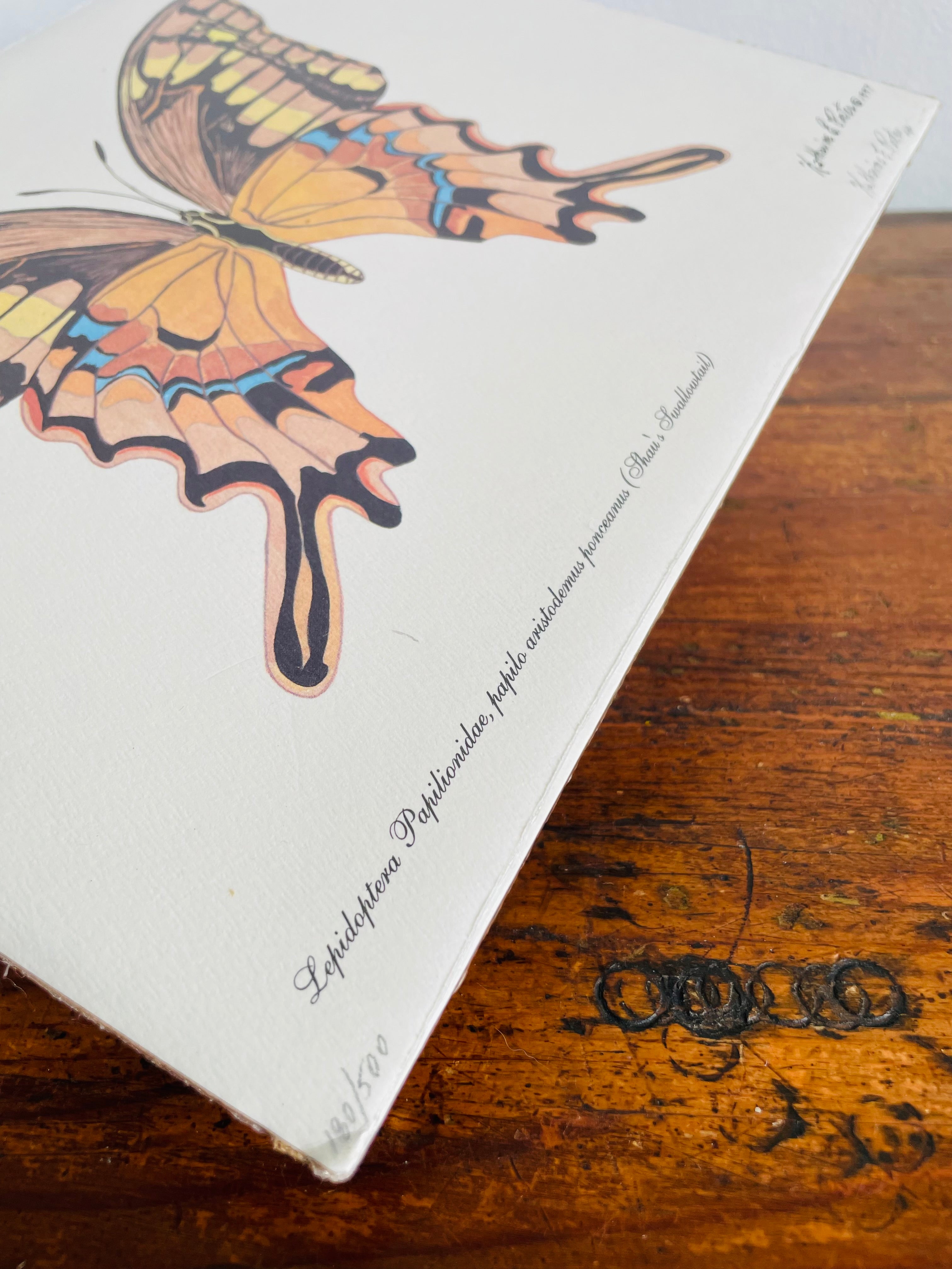 始祖蝶　Ancester’s Butterfly 【肉筆絵画】 Vintage 1997 Pencil Signed & Numbered Print of Orange Butterfly by
