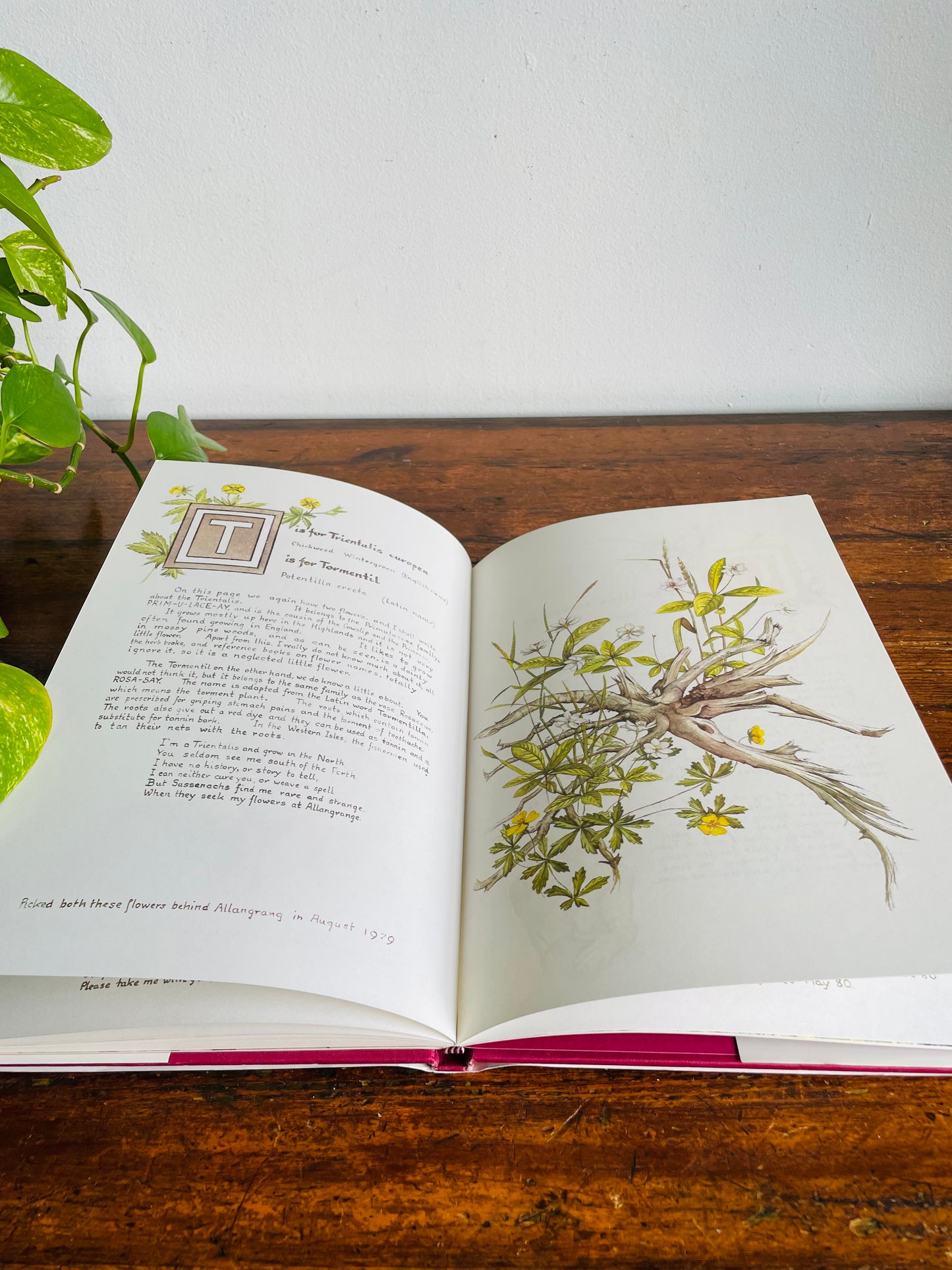 Vintage A Wild Flower Alphabet Hardcover Book by Elizabeth Cameron (1984) - Gorgeous Illustrations!