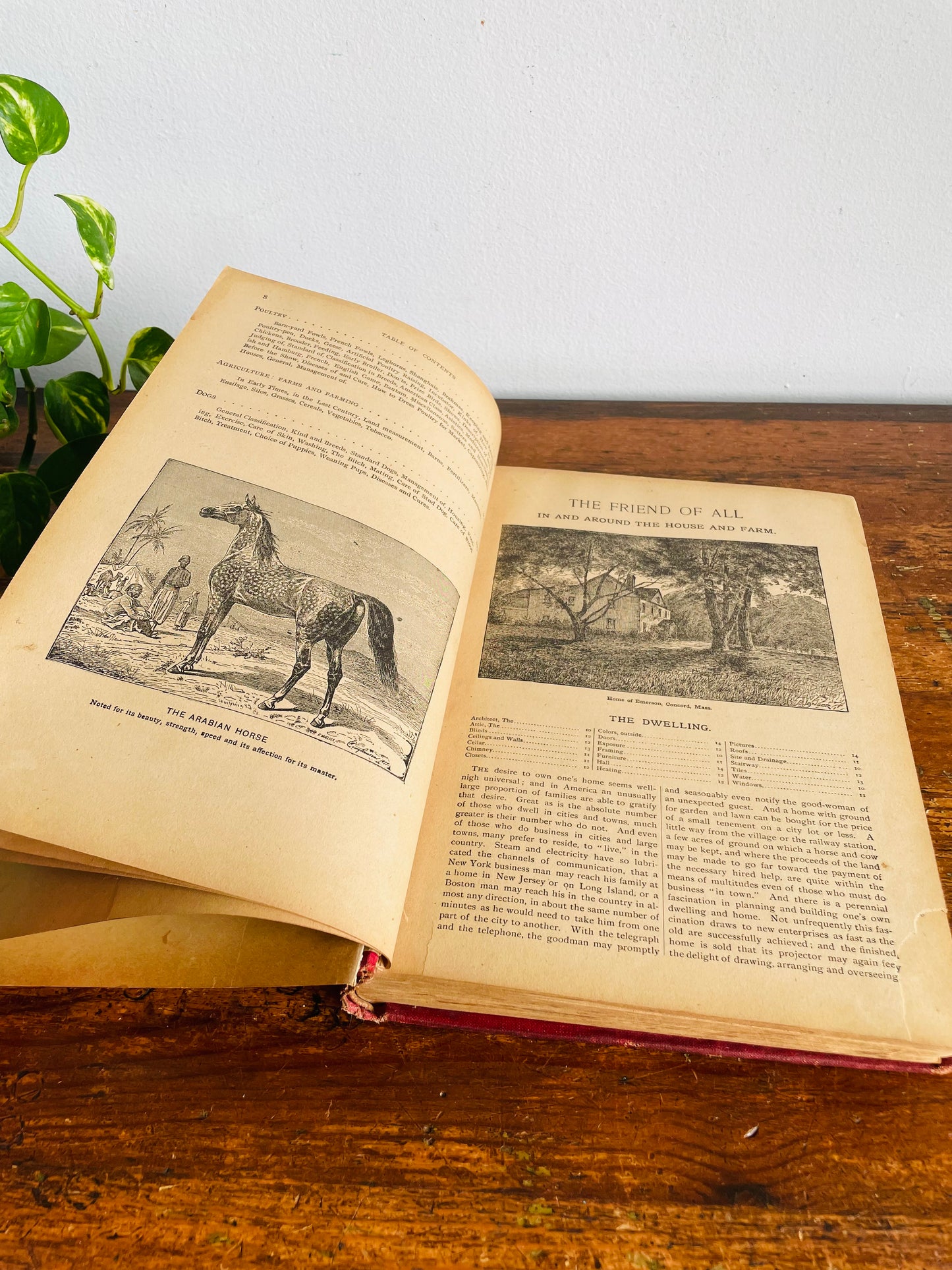 Antique The Standard Horse and Stock Clothbound Hardcover Book - Illustrated Farmer's Practical Guide (1902) - 124 Years Old