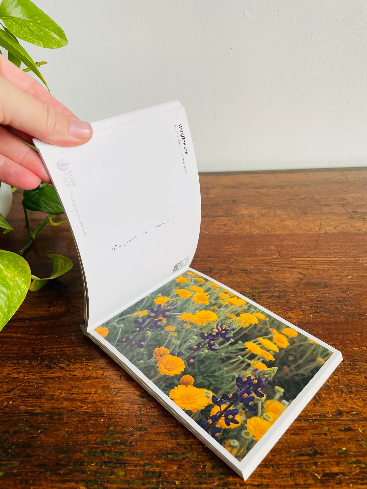Vintage Sierra Club Book of Wildflower Postcards - Larry Ulrich Photography (2004) - Includes 23 Flower Postcards