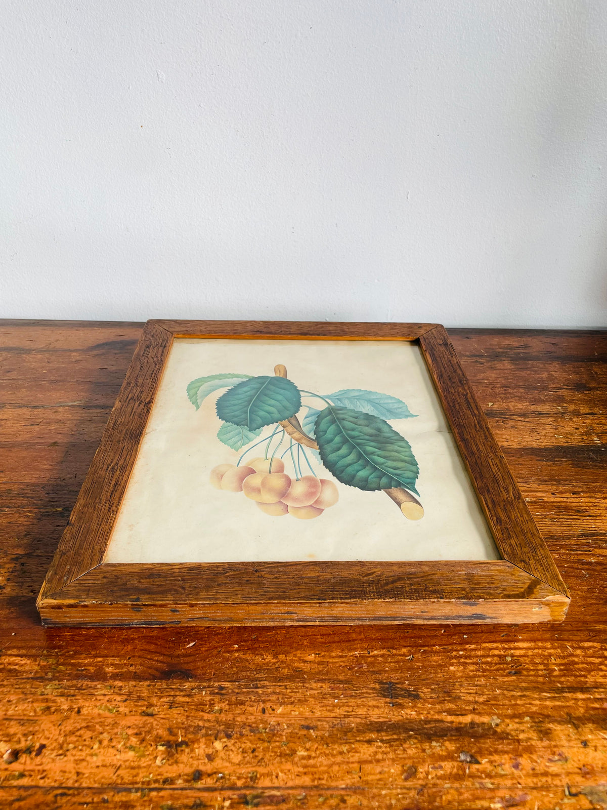 Antique Pre-1869 Hand-Coloured Botanical Cherry Fruit Pomological Picture in Wood Frame - Painted by Frances Despard of Laurel Hill, Queens County, Ireland - Over 157 Years Old